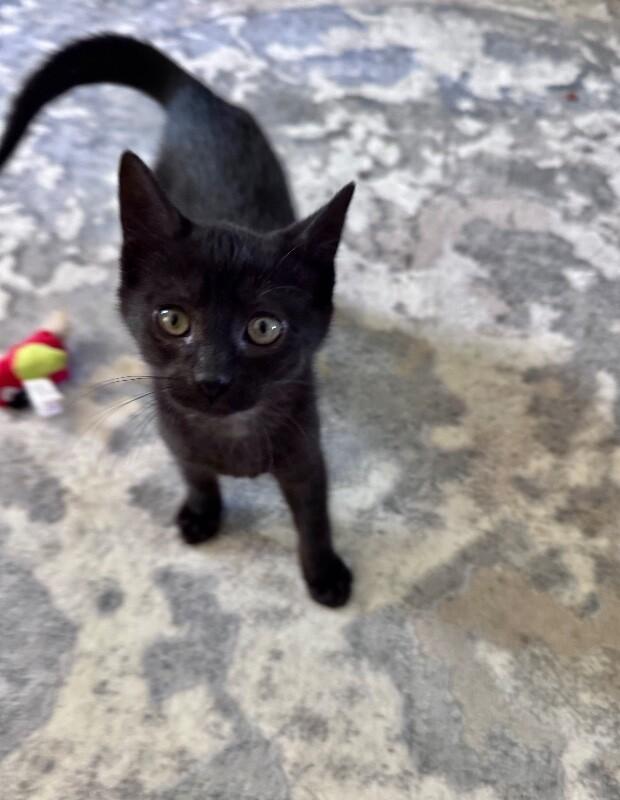 Stormy, a Adoptable Domestic Short Hair in North Babylon, NY image 6/6