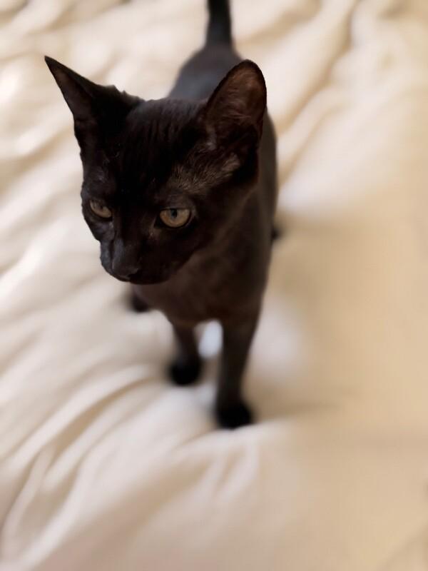 Enlarge Stormy, a Adoptable Domestic Short Hair in North Babylon, NY image 4/4
