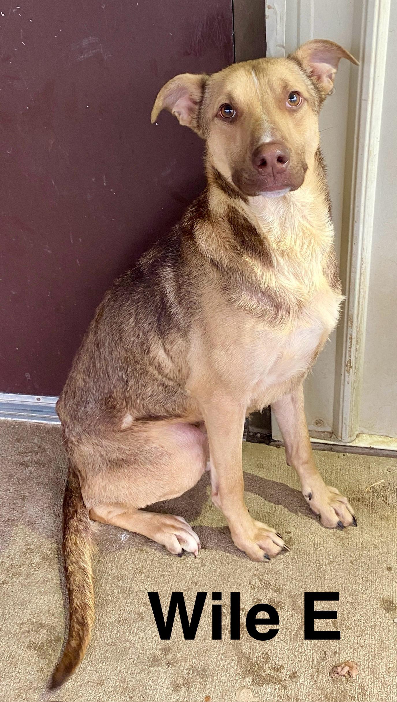 Wile E, Adoptable, Young Male German Shepherd Dog & Mixed Breed.