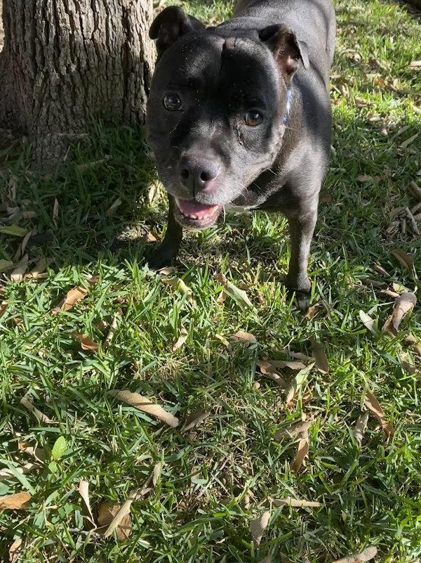 Daisy — thumbnail 2