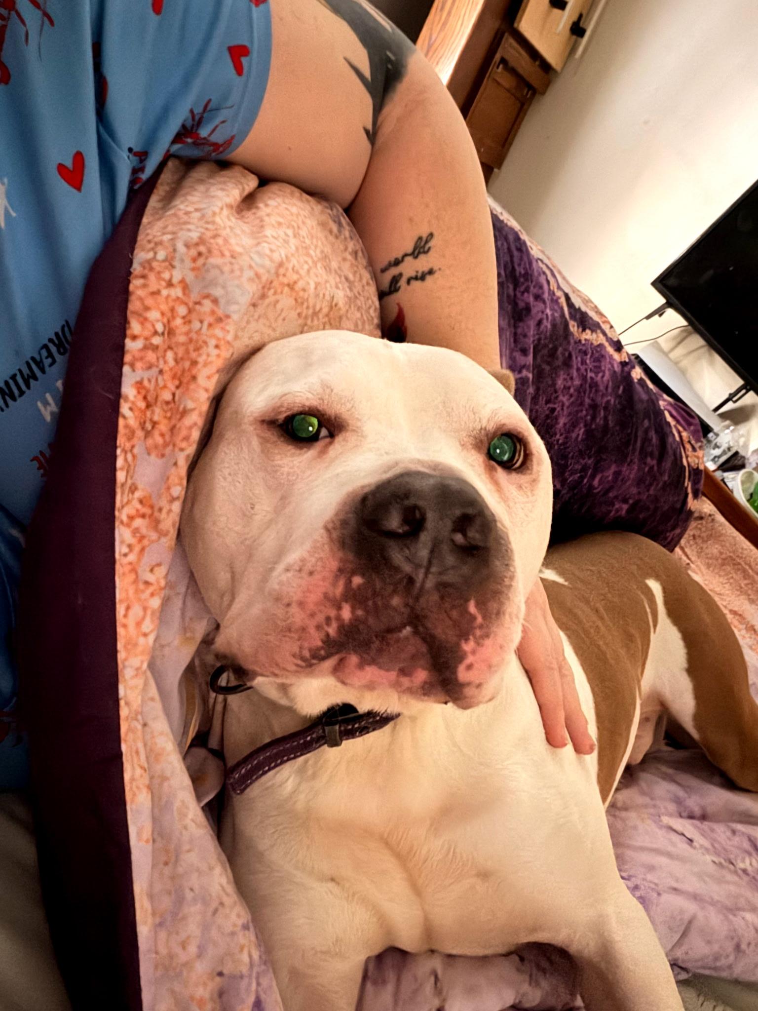 Enlarge Pizza, a ADOPTABLE Pit Bull Terrier in PITTSBURGH, PA image 2/4