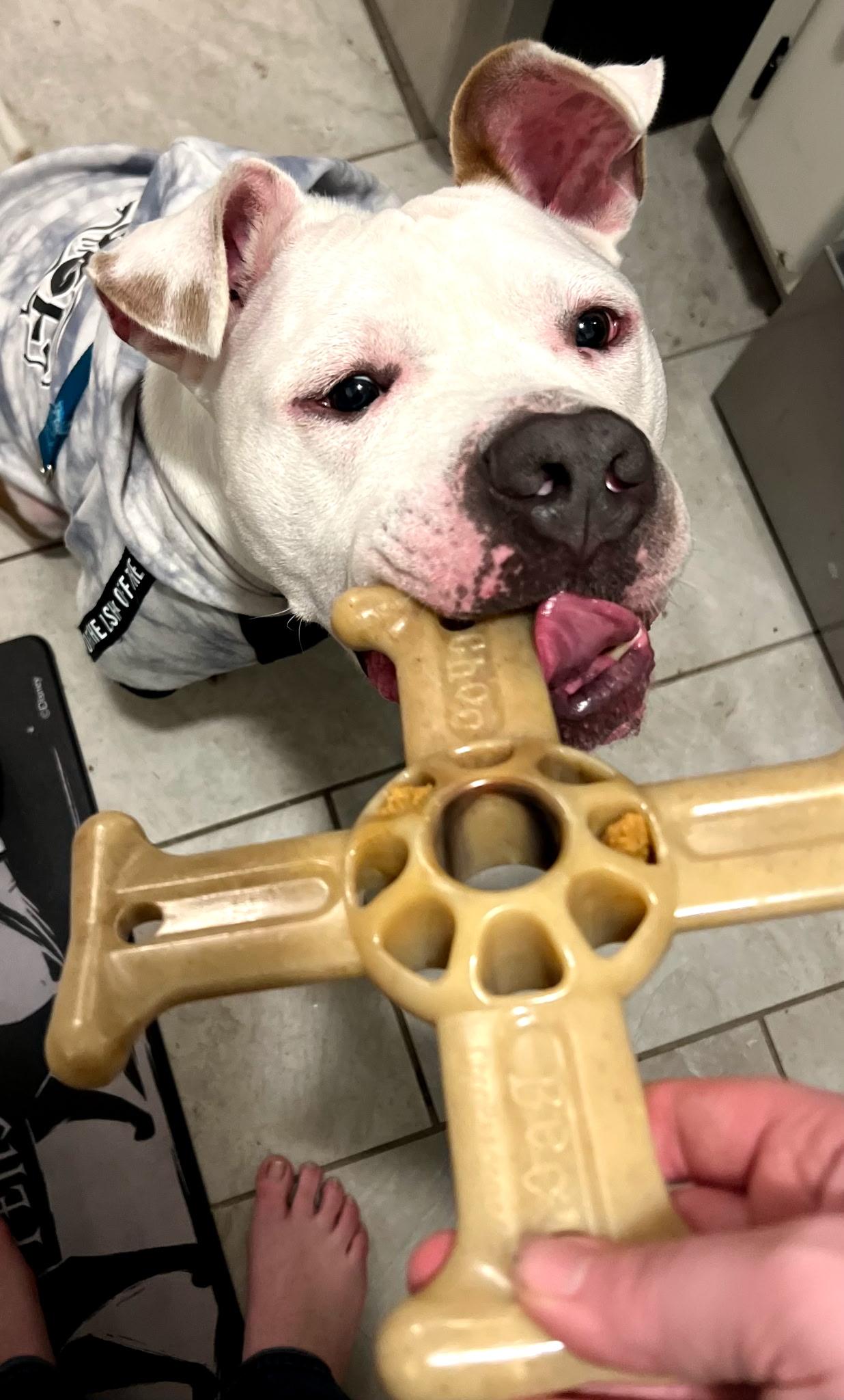 Pizza, ADOPTABLE, Adult Male Pit Bull Terrier.