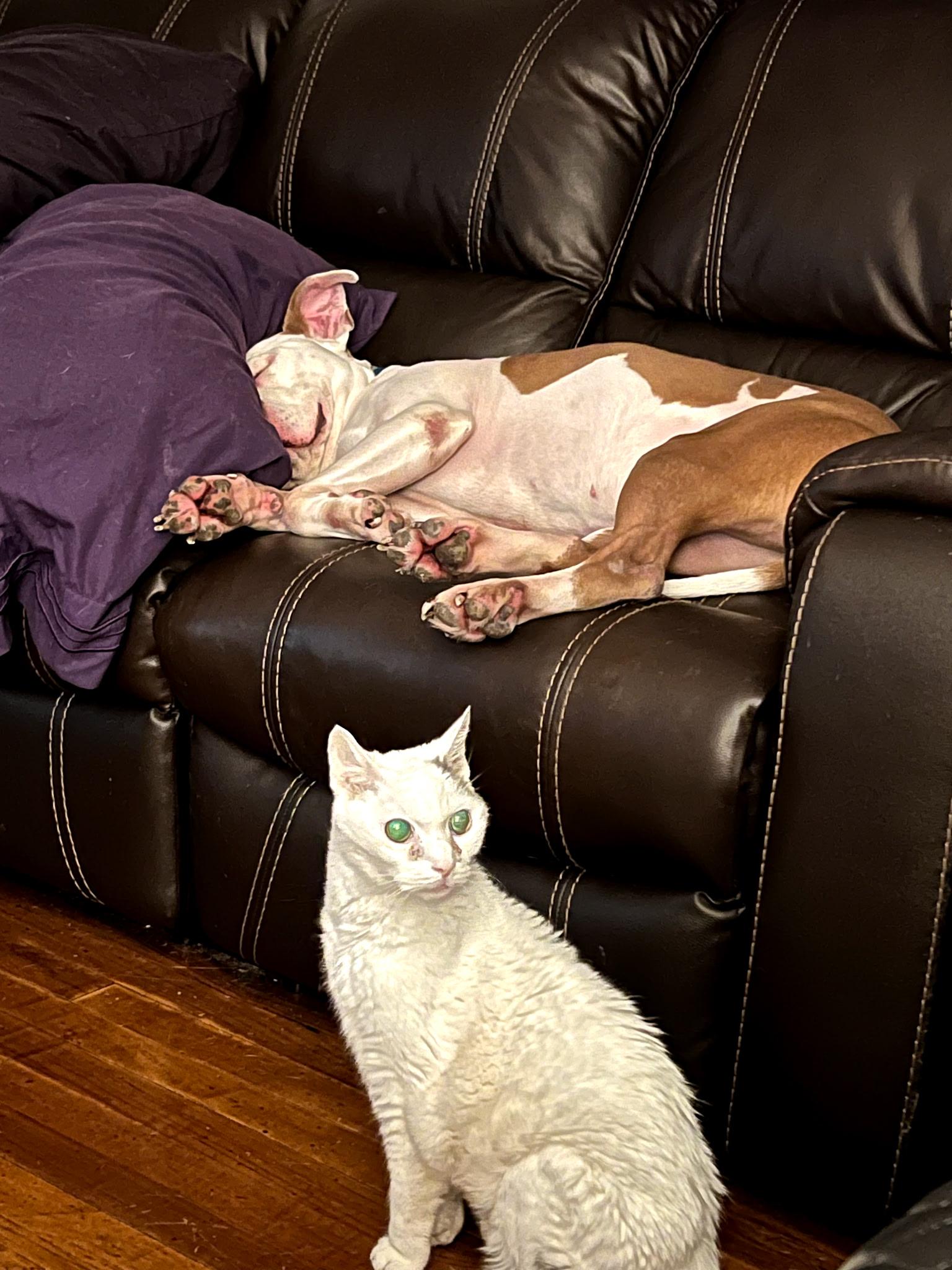 Enlarge Pizza, a ADOPTABLE Pit Bull Terrier in PITTSBURGH, PA image 4/4