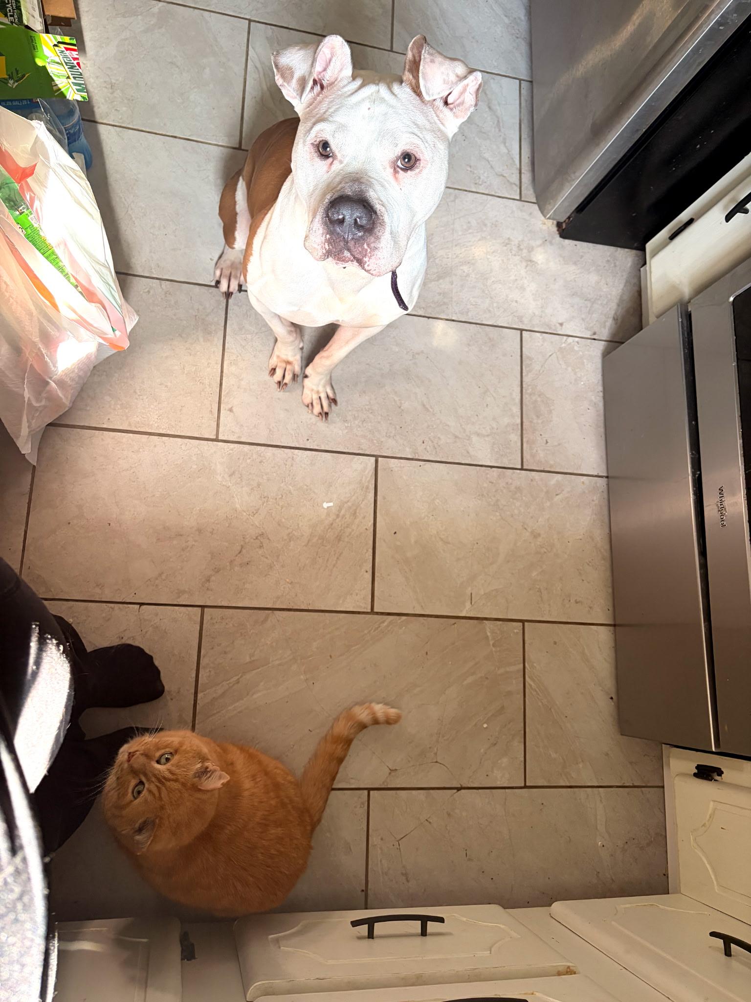 Enlarge Pizza, a ADOPTABLE Pit Bull Terrier in PITTSBURGH, PA image 3/4