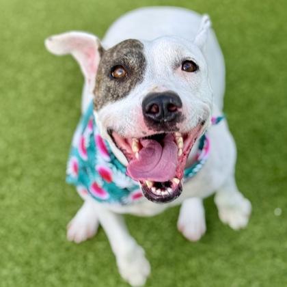 Snow, a Adoptable mixed breed in Largo, FL image 1/3