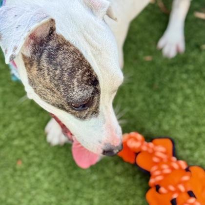 Snow, a Adoptable mixed breed in Largo, FL image 2/3