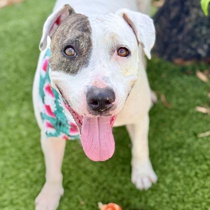 Snow, a Adoptable mixed breed in Largo, FL image 3/3
