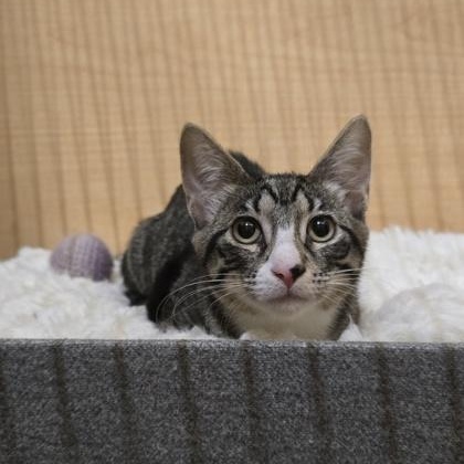 Hawk, an adopted Domestic Short Hair in Yukon, OK image 4/5
