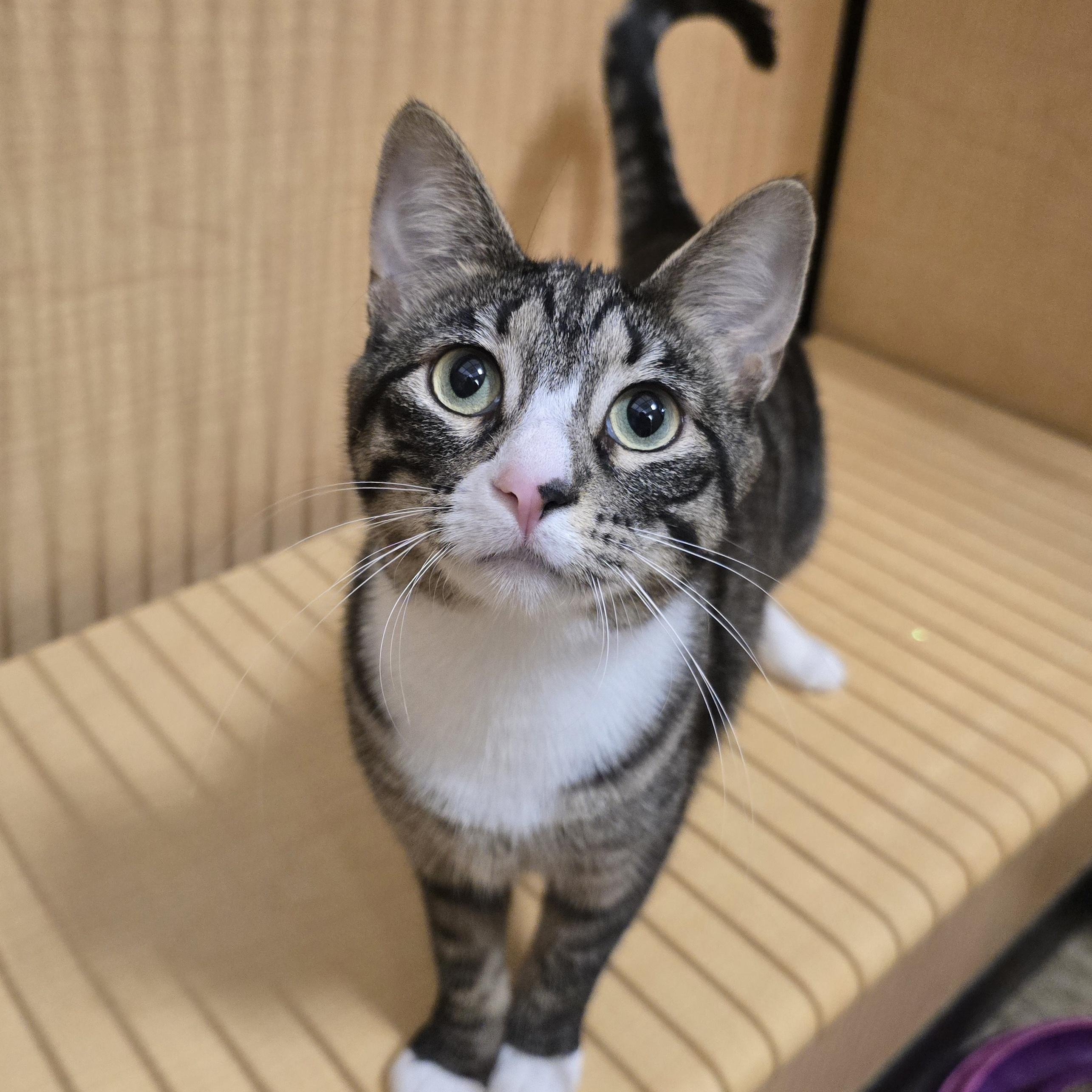 Hawk, an adopted Domestic Short Hair in Yukon, OK image 1/5