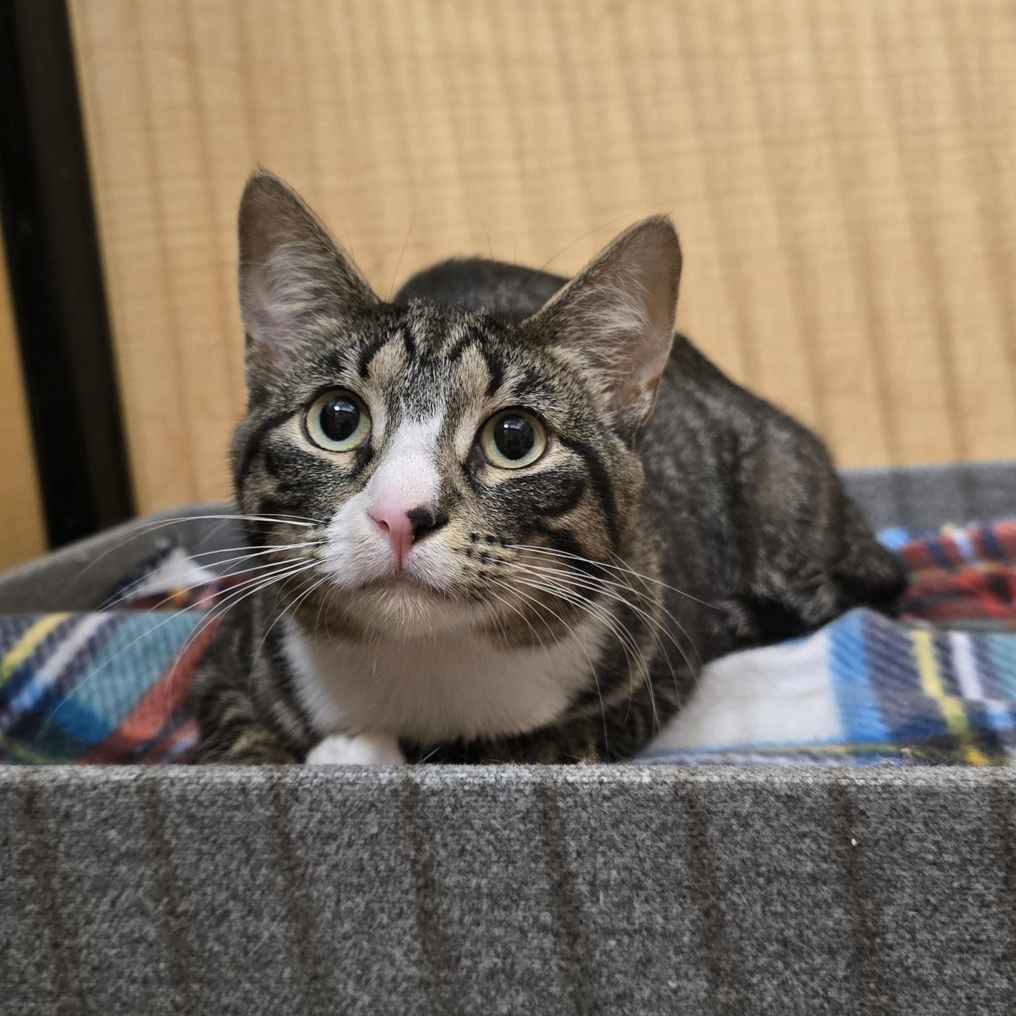 Hawk, an adopted Domestic Short Hair in Yukon, OK image 3/5