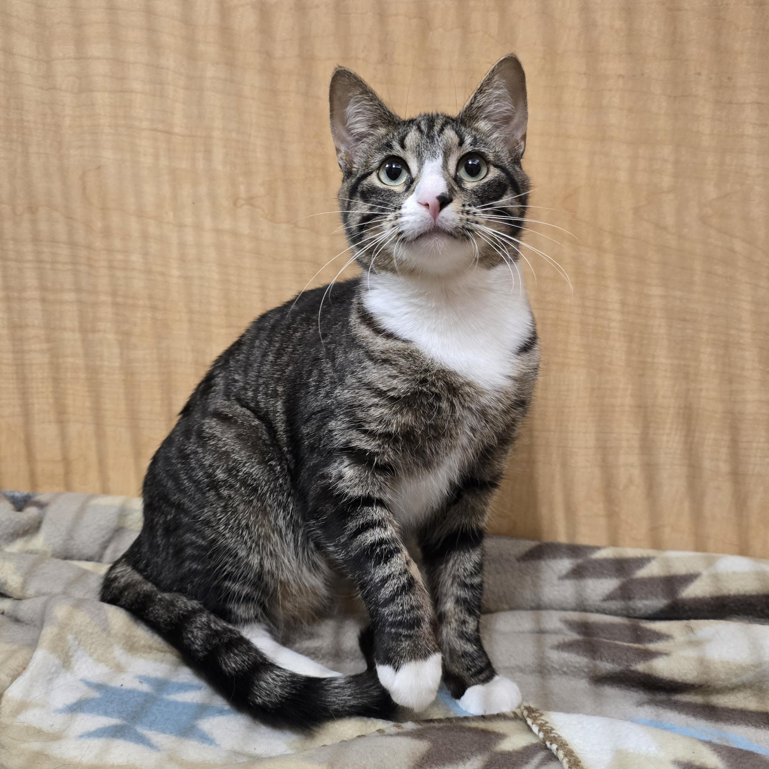 Hawk, an adopted Domestic Short Hair in Yukon, OK image 2/5