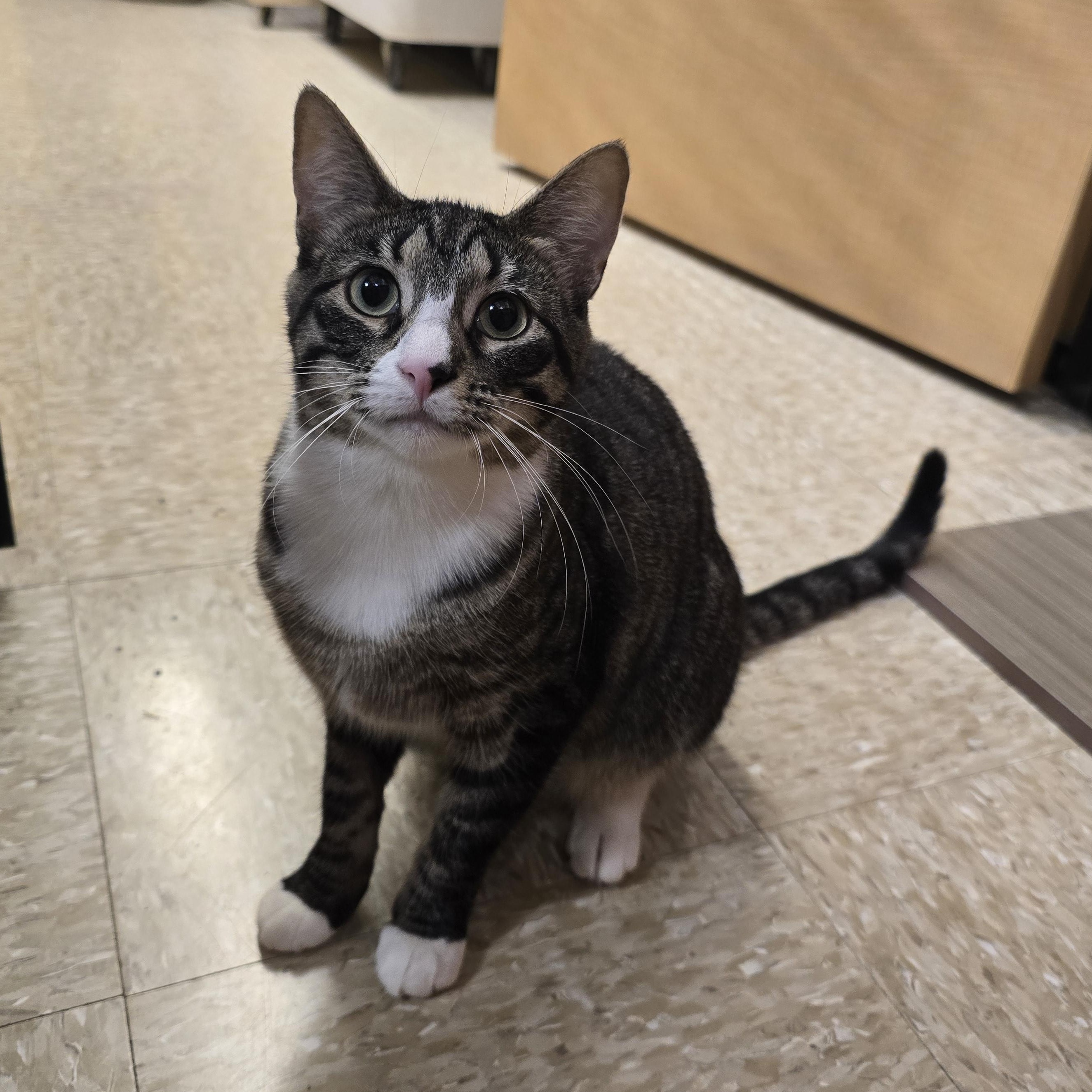 Hawk, an adopted Domestic Short Hair in Yukon, OK image 5/5