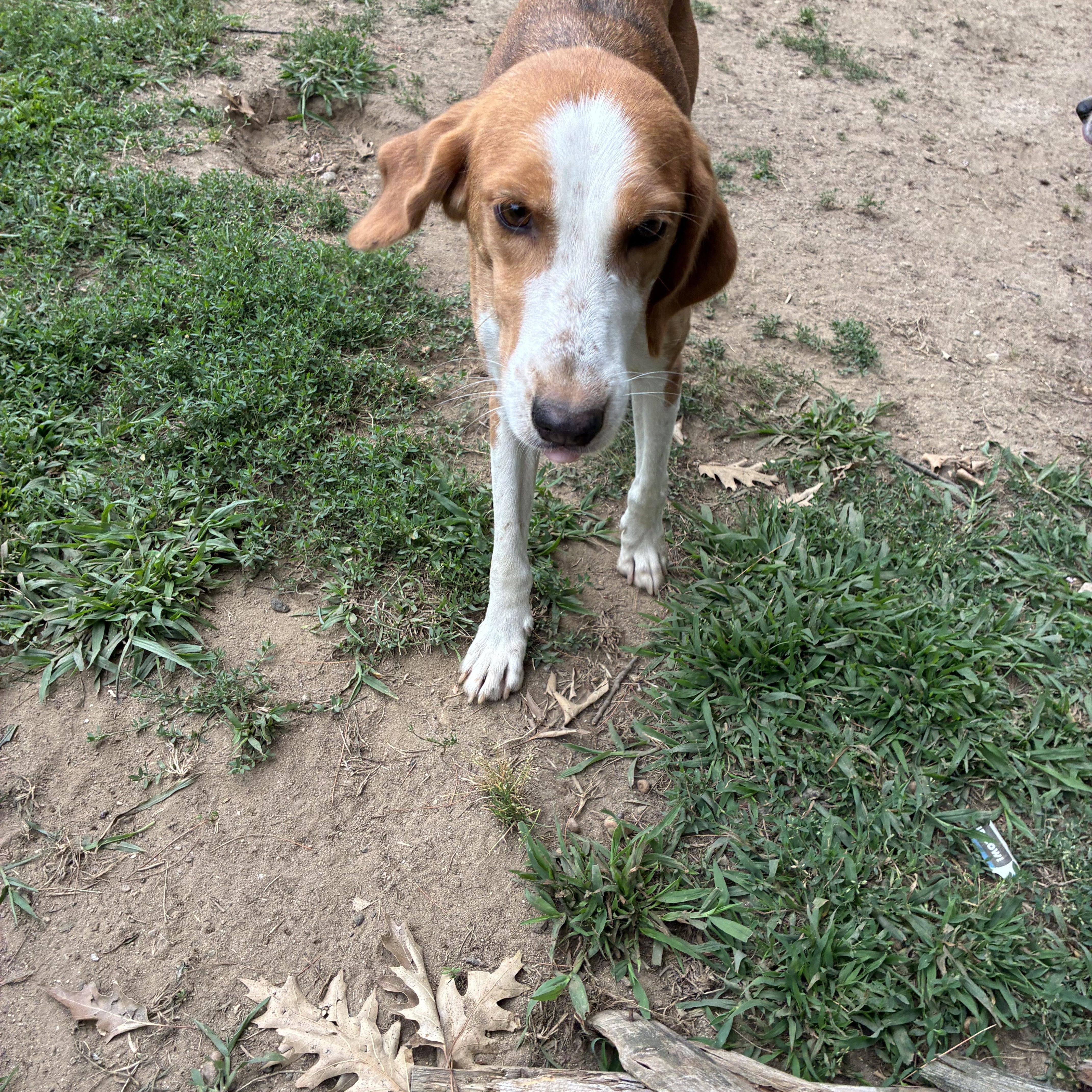 Milly, ADOPTABLE, Young Female American Foxhound.