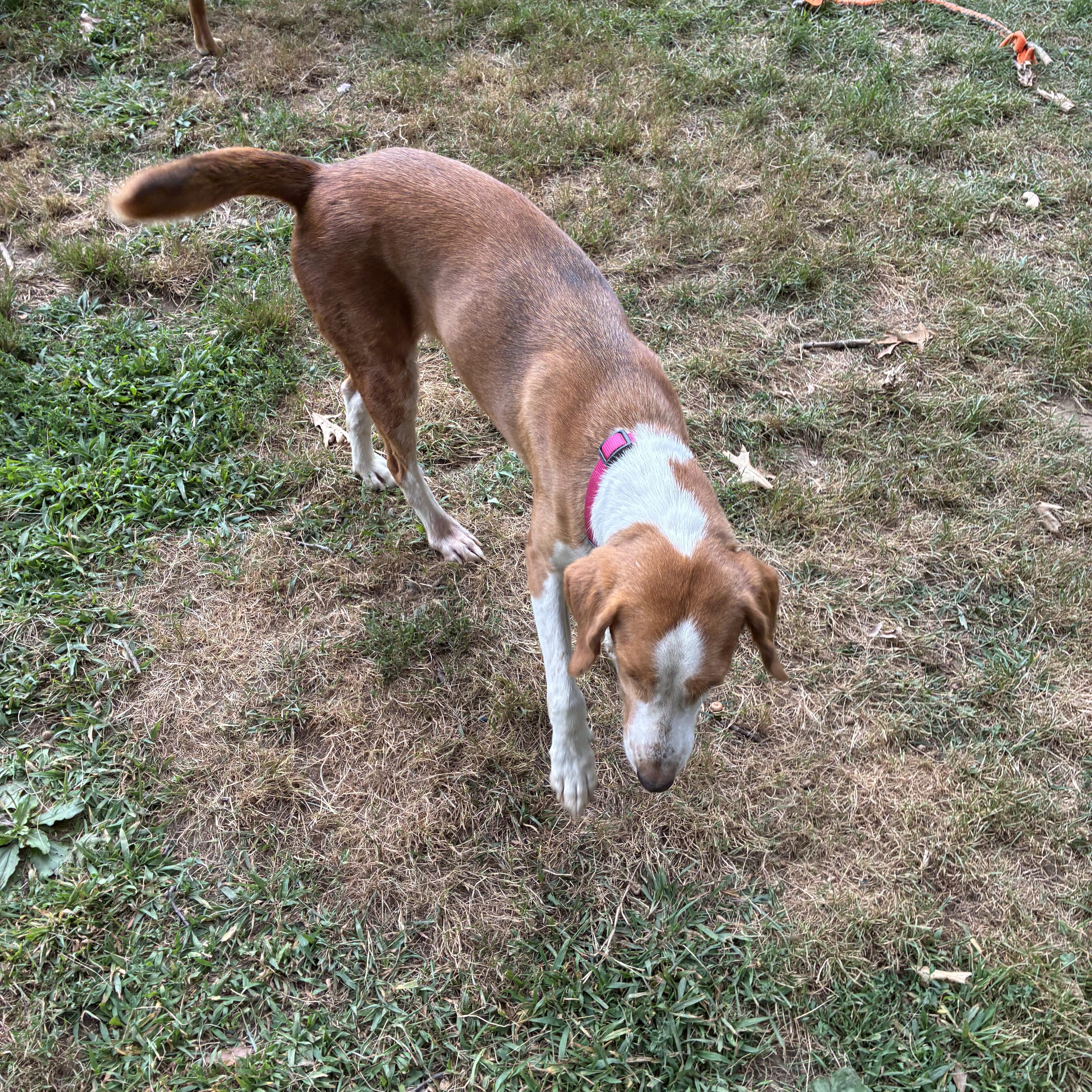 Milly, a ADOPTABLE mixed breed in Mechanic Falls, ME image 2/4
