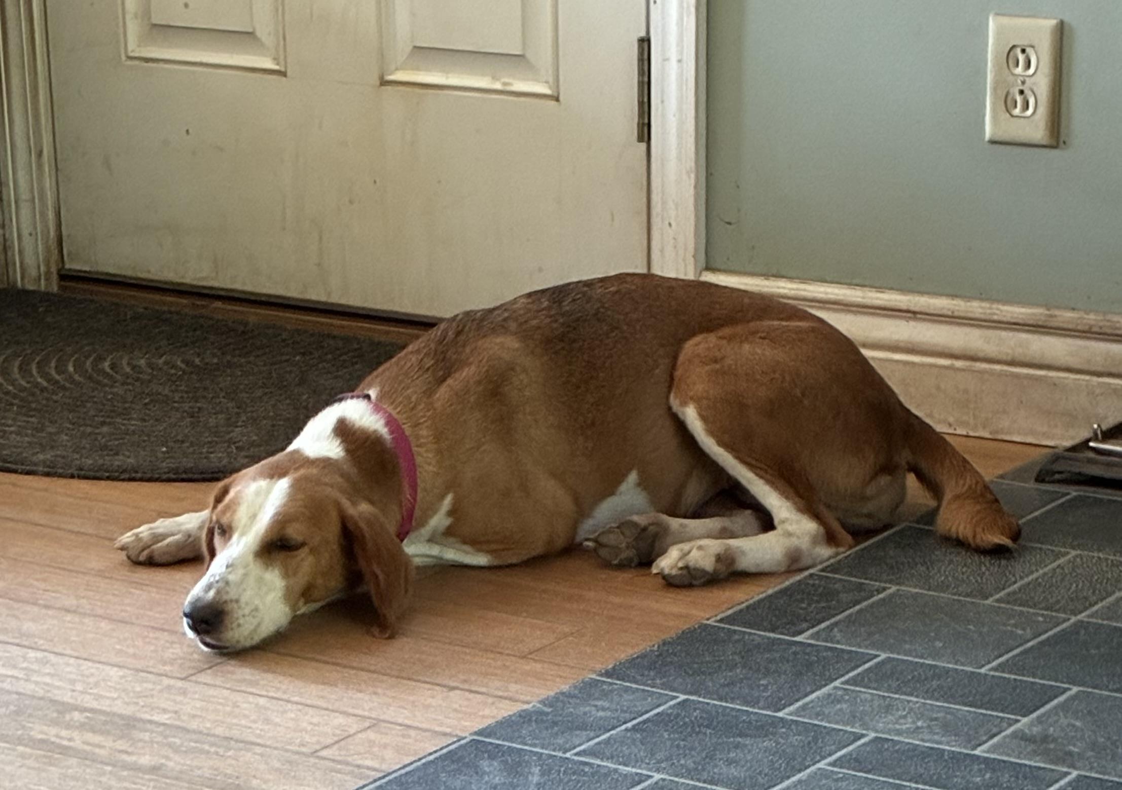 Milly, a ADOPTABLE mixed breed in Mechanic Falls, ME image 4/4