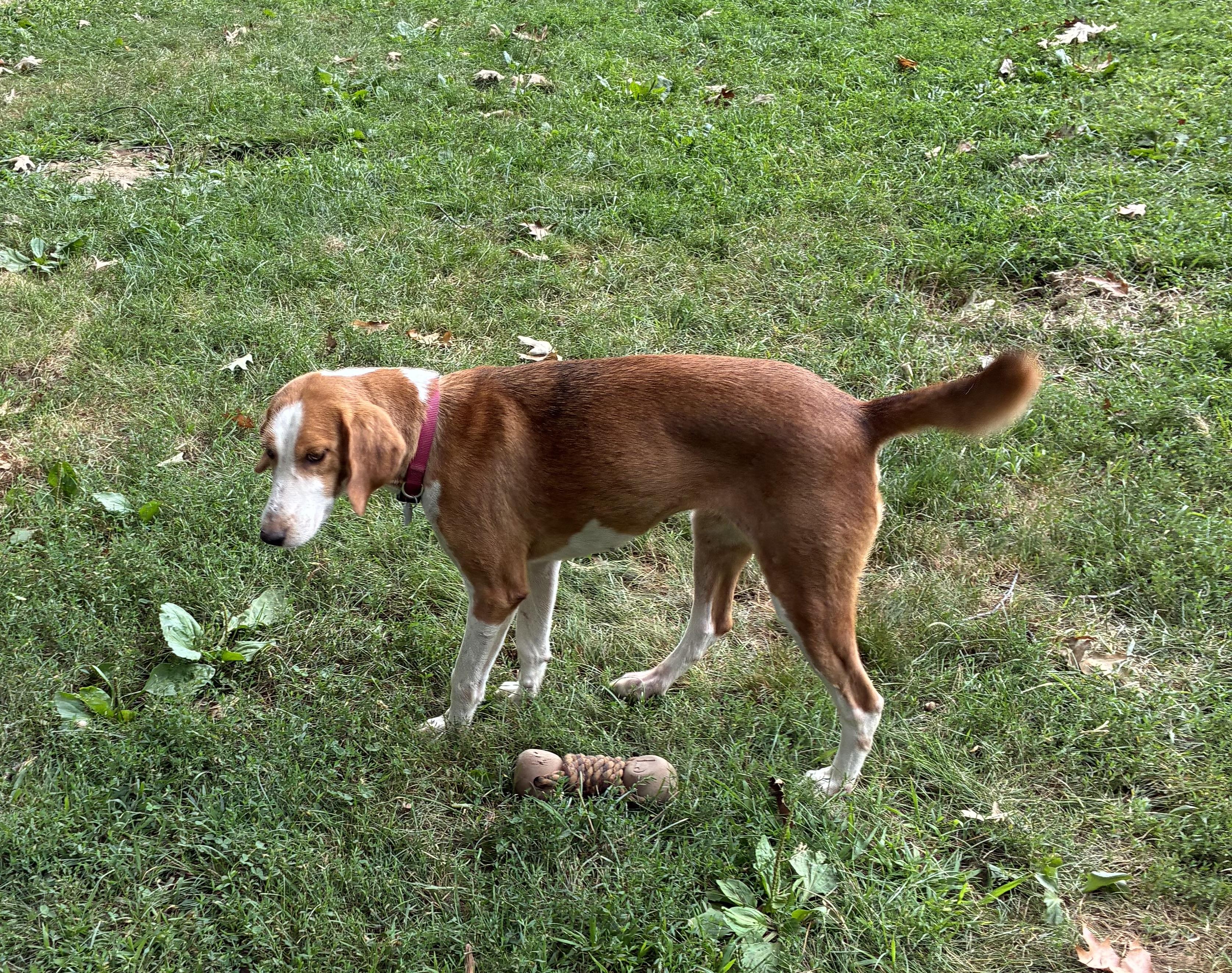 Milly, a ADOPTABLE mixed breed in Mechanic Falls, ME image 3/4
