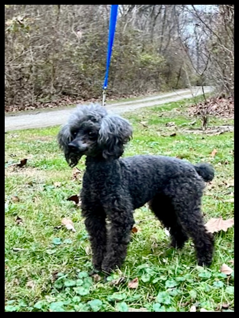 Paco, a Adoptable Poodle in Lebanon, OH image 1/6