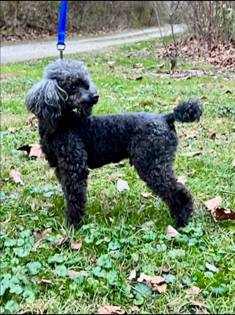 Paco, a Adoptable Poodle in Lebanon, OH image 2/6