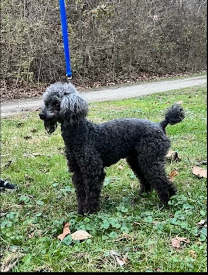 Paco, a Adoptable Poodle in Lebanon, OH image 3/6