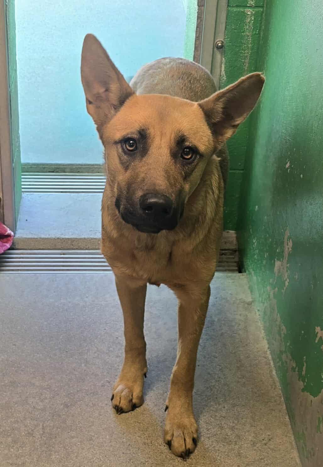 Enlarge Genevieve, a Adoptable German Shepherd Dog in Redding, CA image 1/1