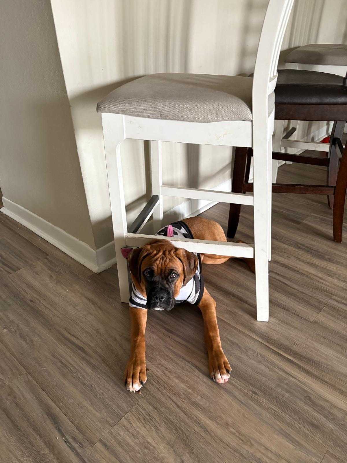 Enlarge Molly, a Adoptable Boxer in Orlando, FL image 3/6