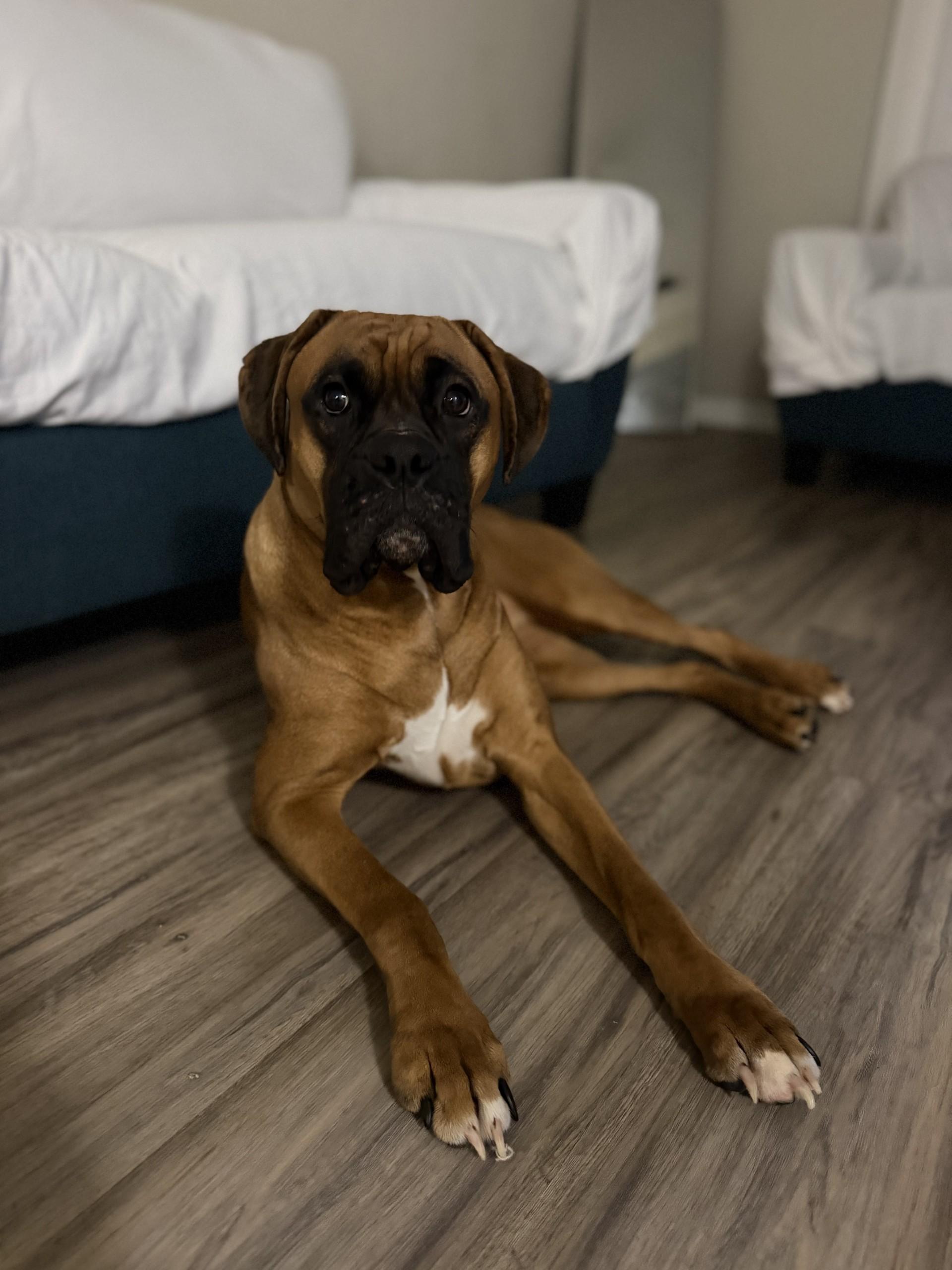 Enlarge Molly, a Adoptable Boxer in Orlando, FL image 4/6