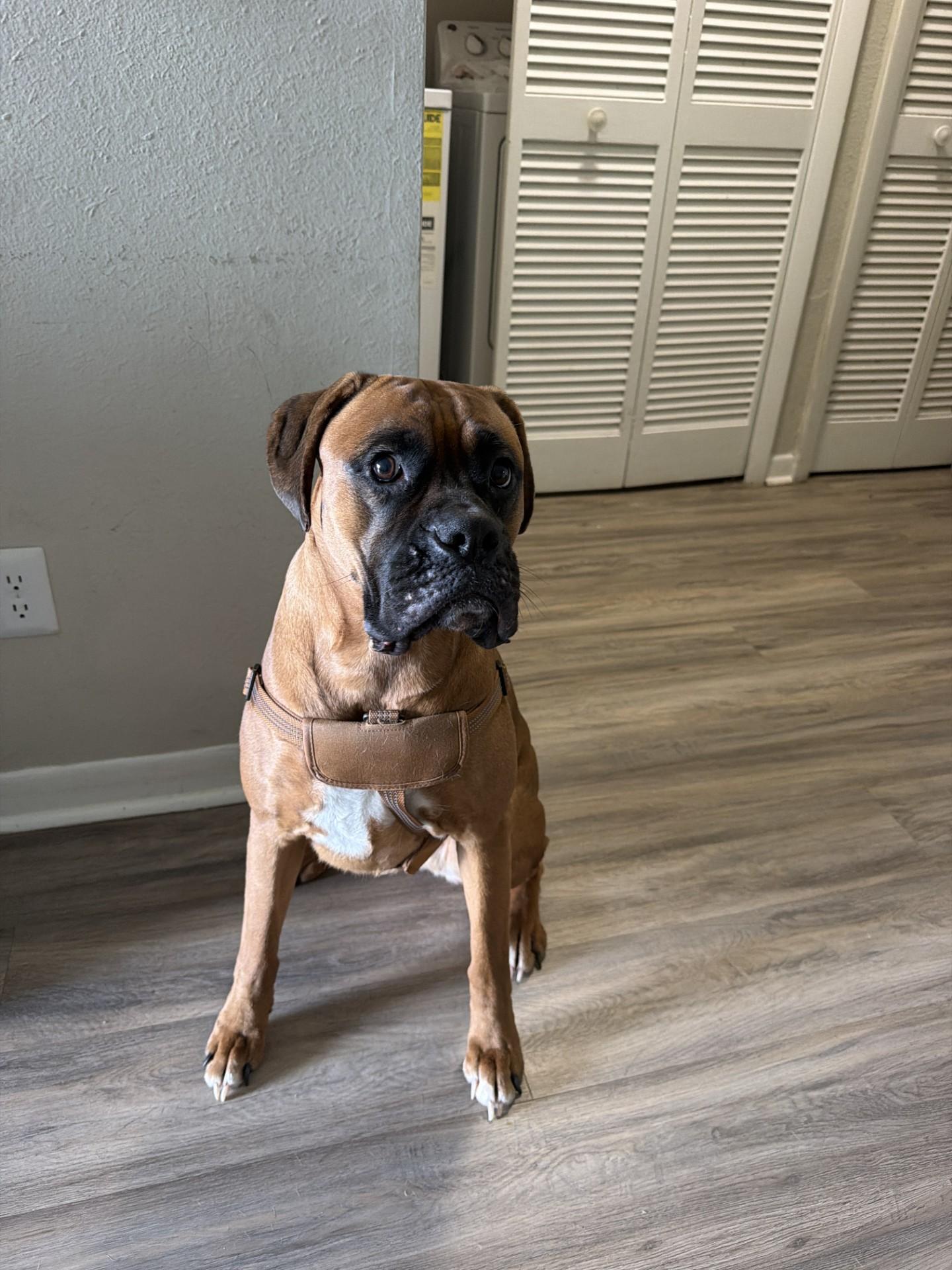 Enlarge Molly, a Adoptable Boxer in Orlando, FL image 5/6