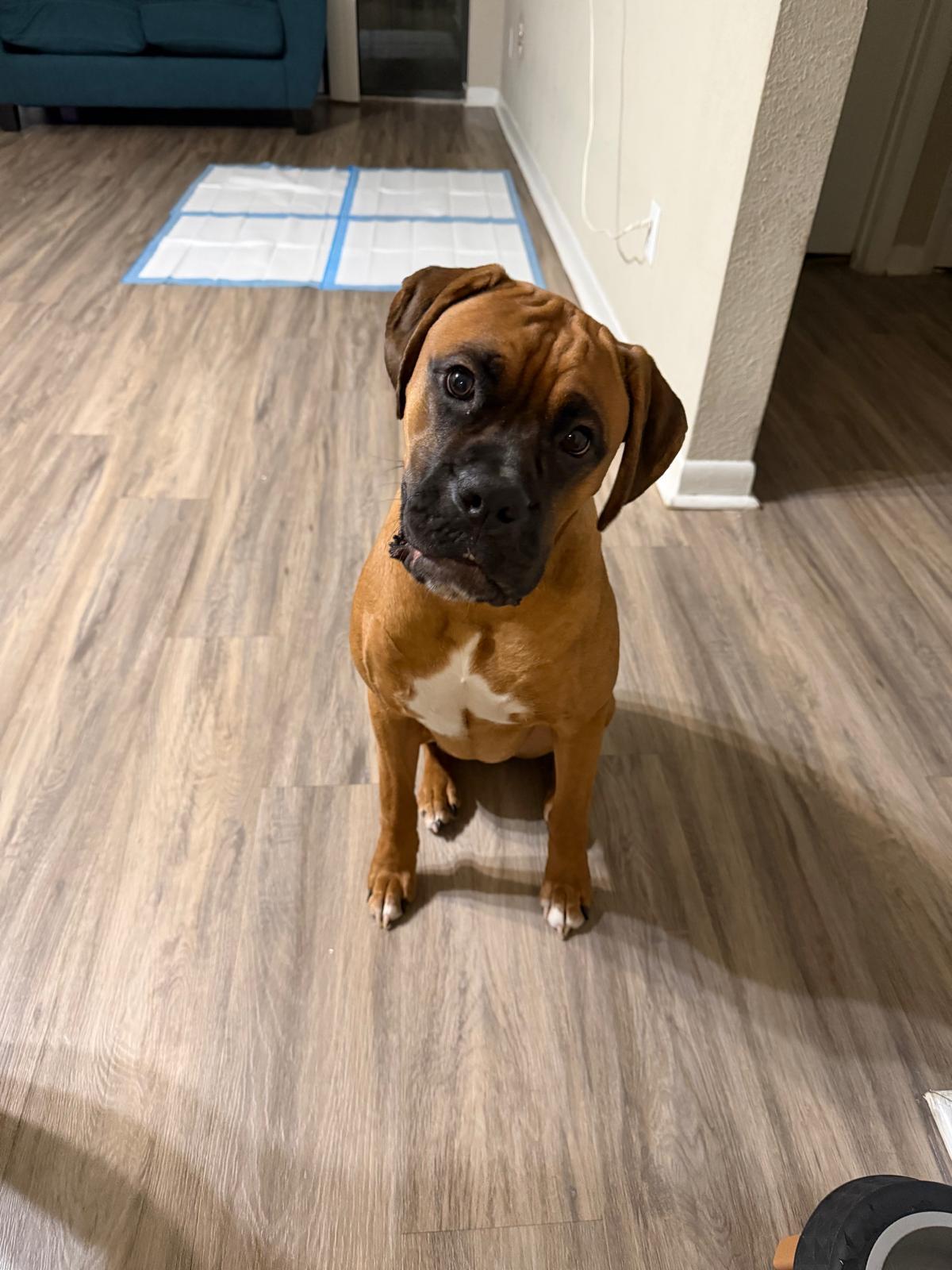 Molly, Adoptable, Young Female Boxer.