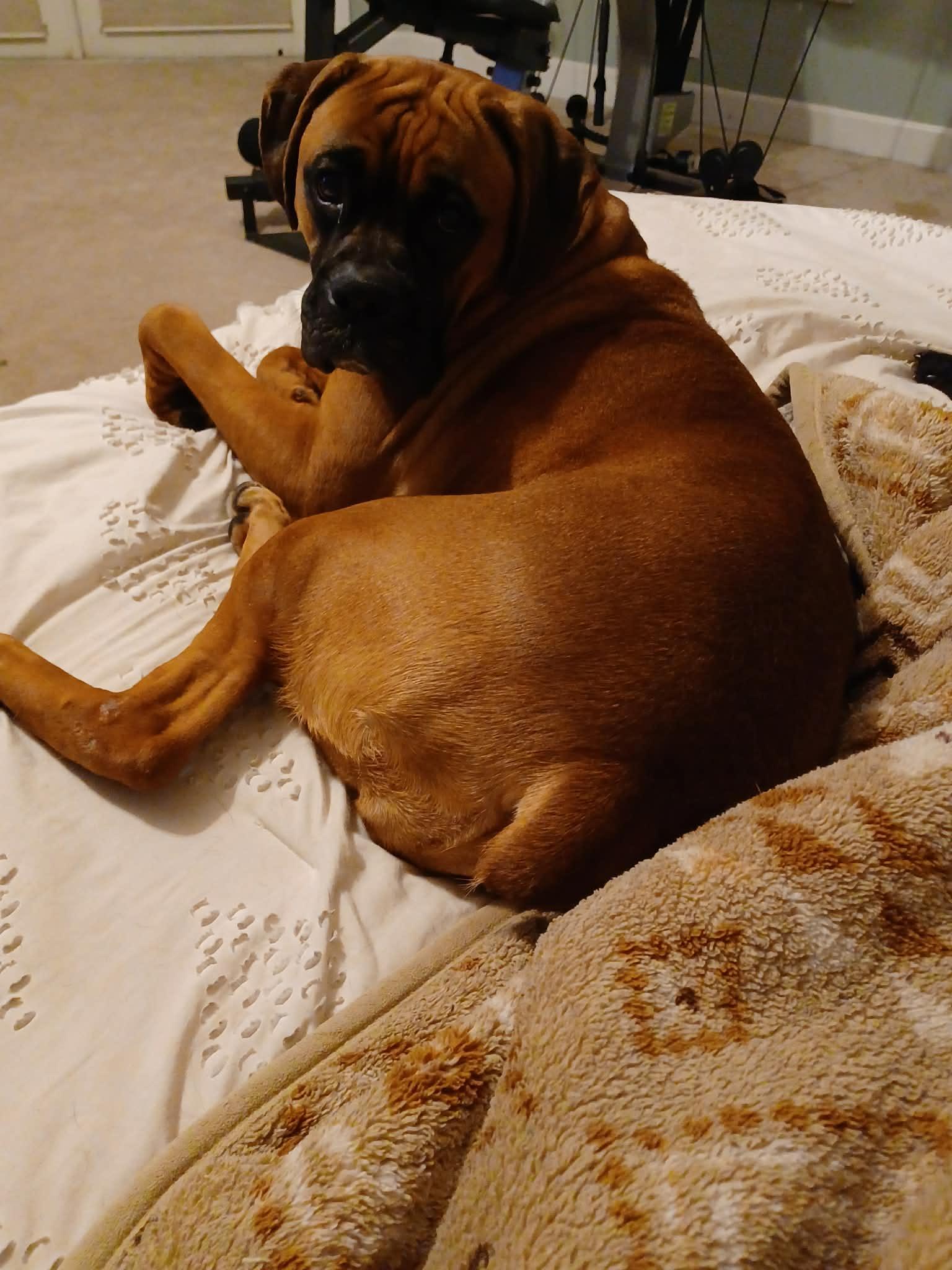 Enlarge Molly, a Adopted Boxer in Orlando, FL image 3/6