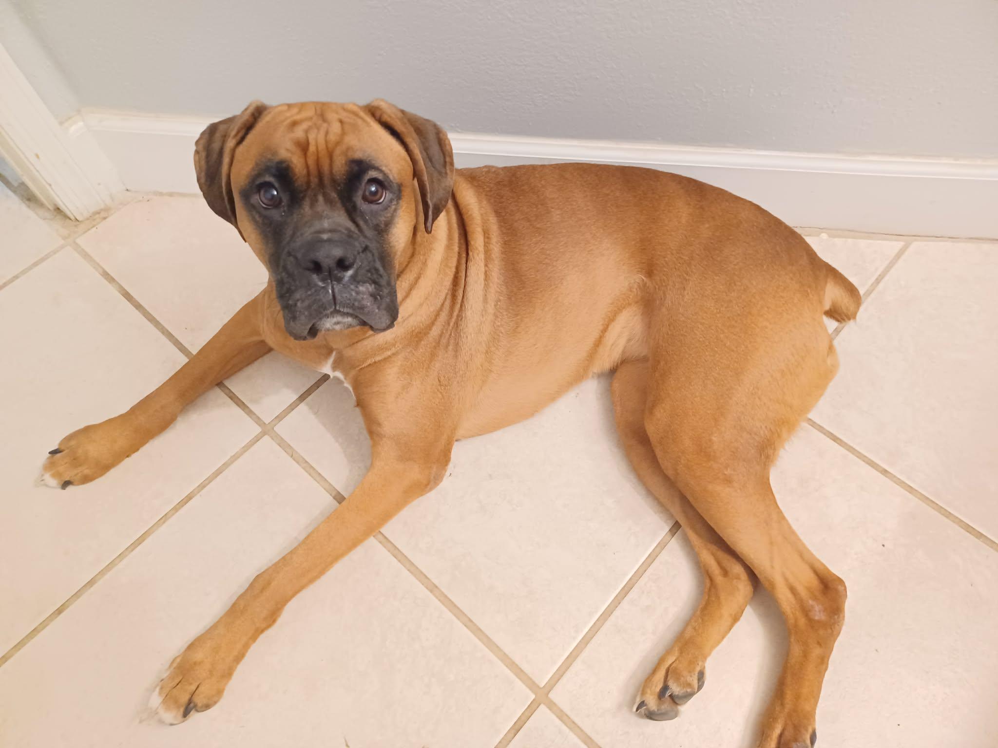 Molly, Adopted, Young Female Boxer.