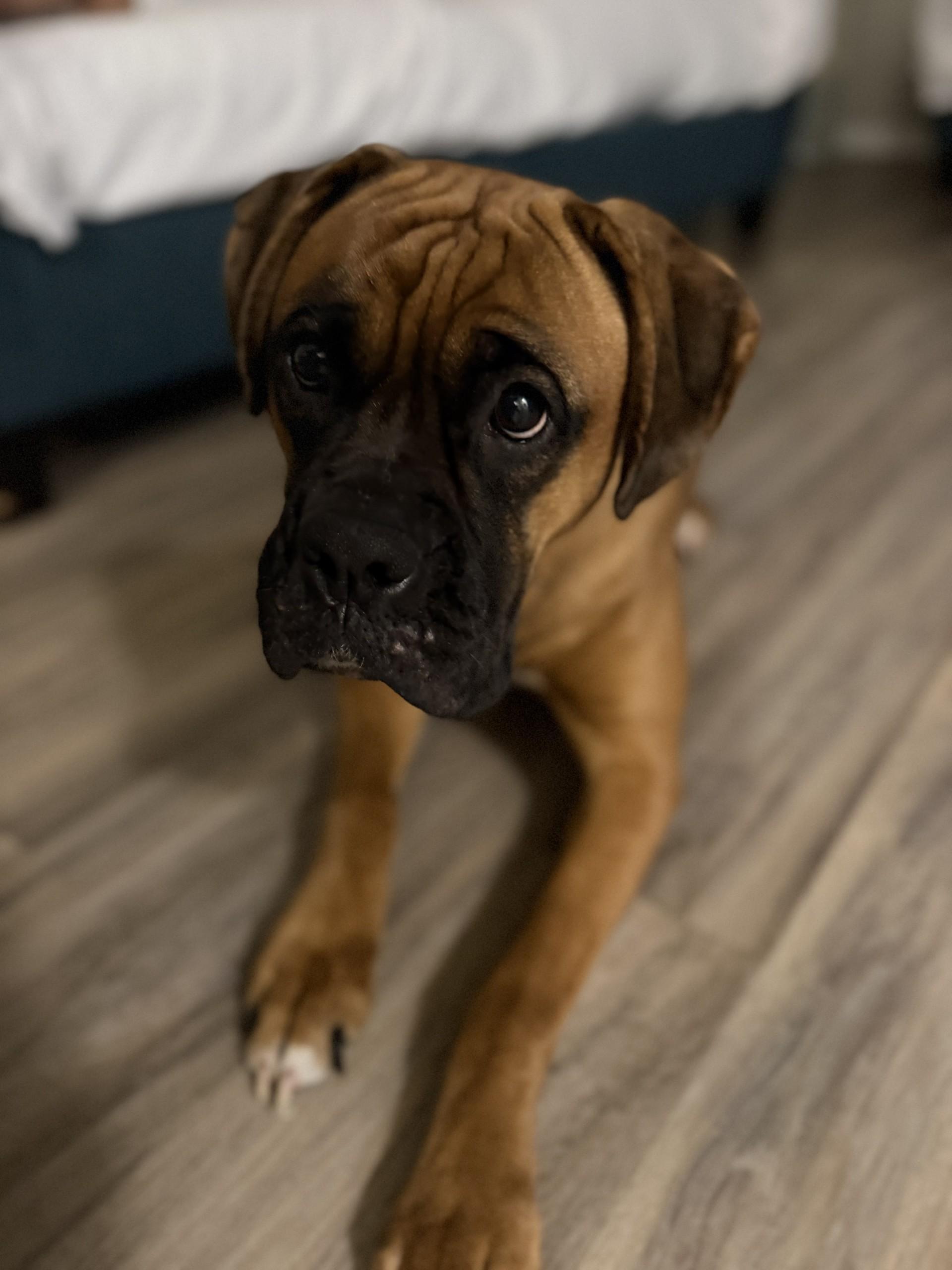 Enlarge Molly, a Adoptable Boxer in Orlando, FL image 2/6