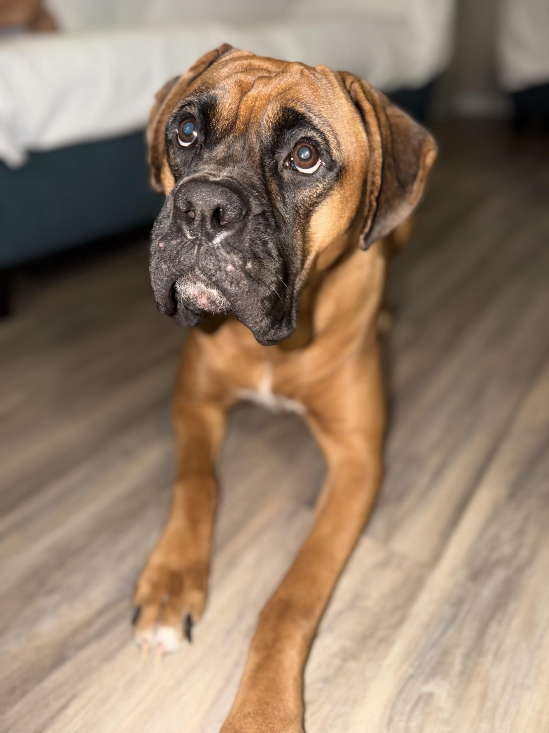 Enlarge Molly, a Adoptable Boxer in Orlando, FL image 6/6