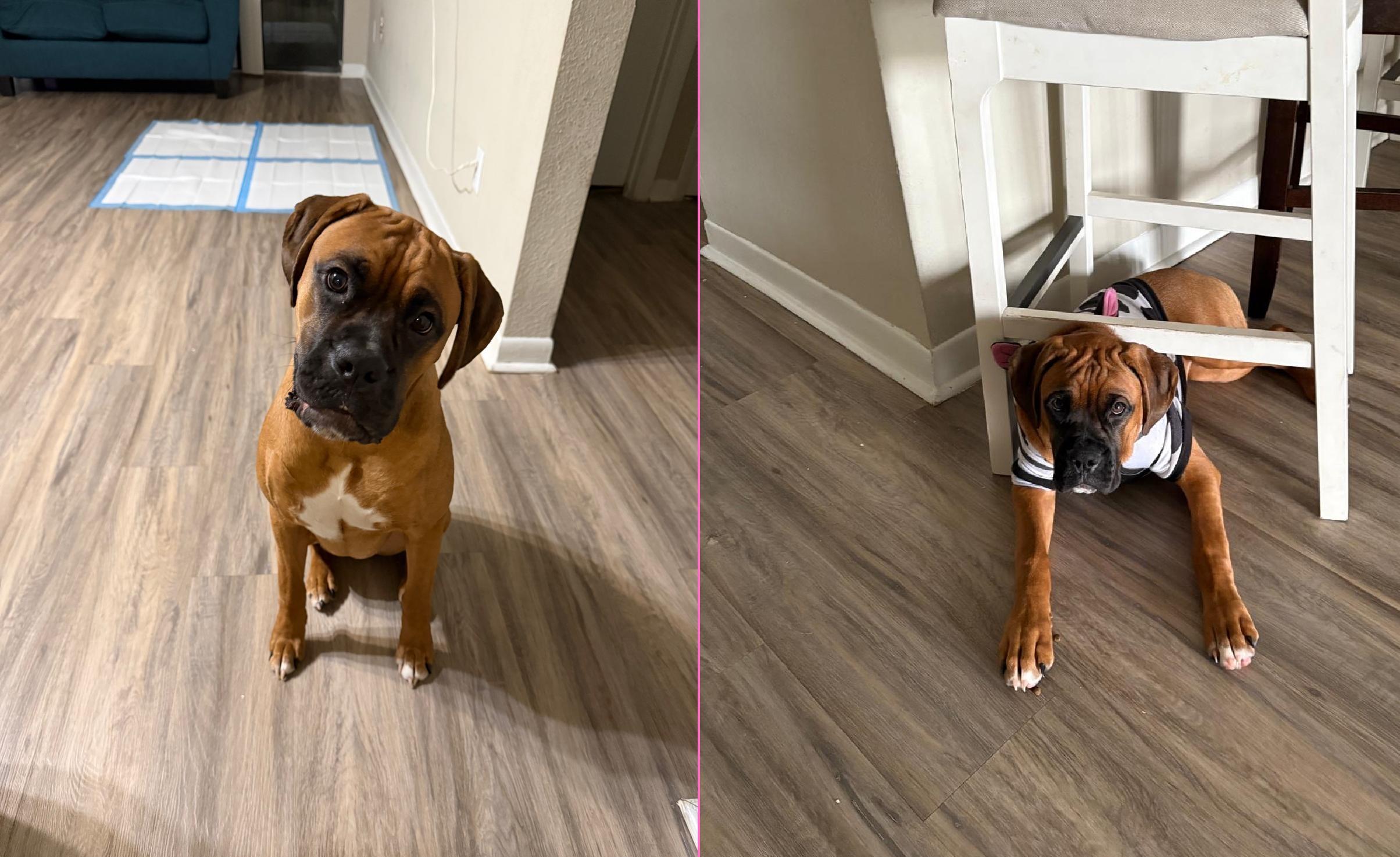 Enlarge Molly, a Adopted Boxer in Orlando, FL image 4/6