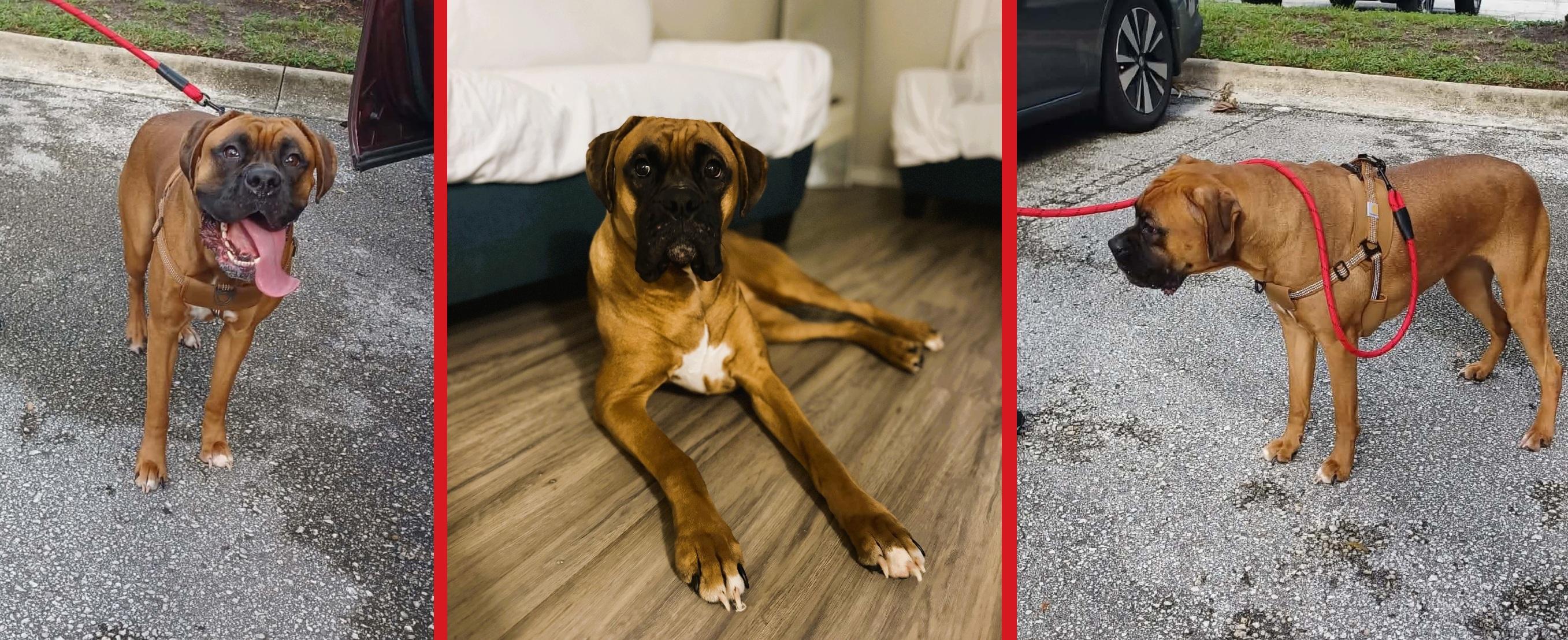 Enlarge Molly, a Adopted Boxer in Orlando, FL image 2/6