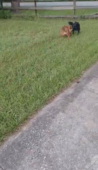 Enlarge Molly, a Adopted Boxer in Orlando, FL video 6/6