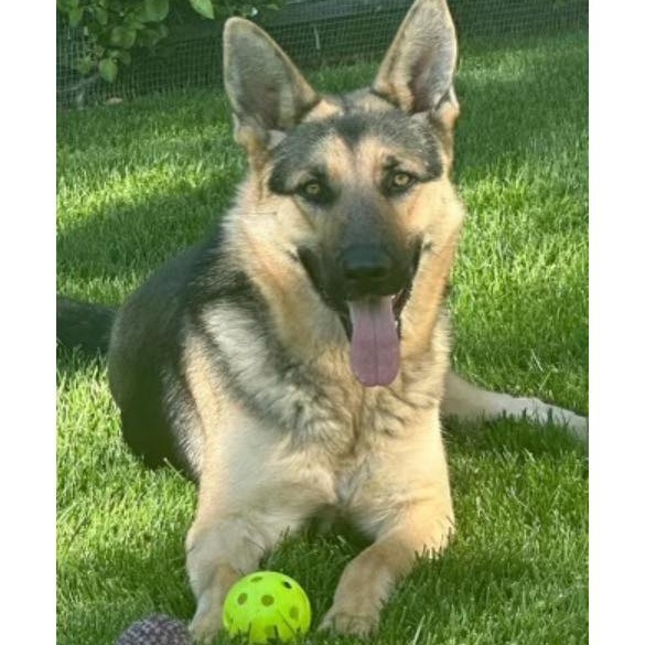 Saffron, Adoptable, Young Female German Shepherd Dog.
