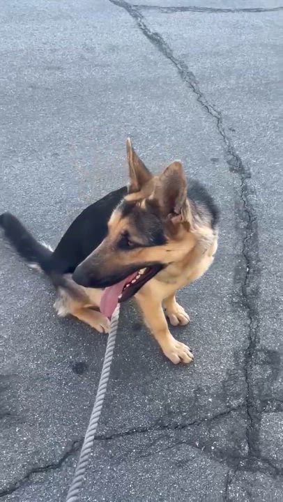 Enlarge Saffron, a Adoptable German Shepherd Dog in Agua Dulce, CA video 2/2