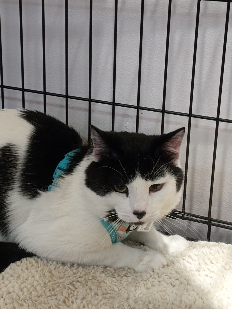 Temu, Adopted, Adult Male American Shorthair.