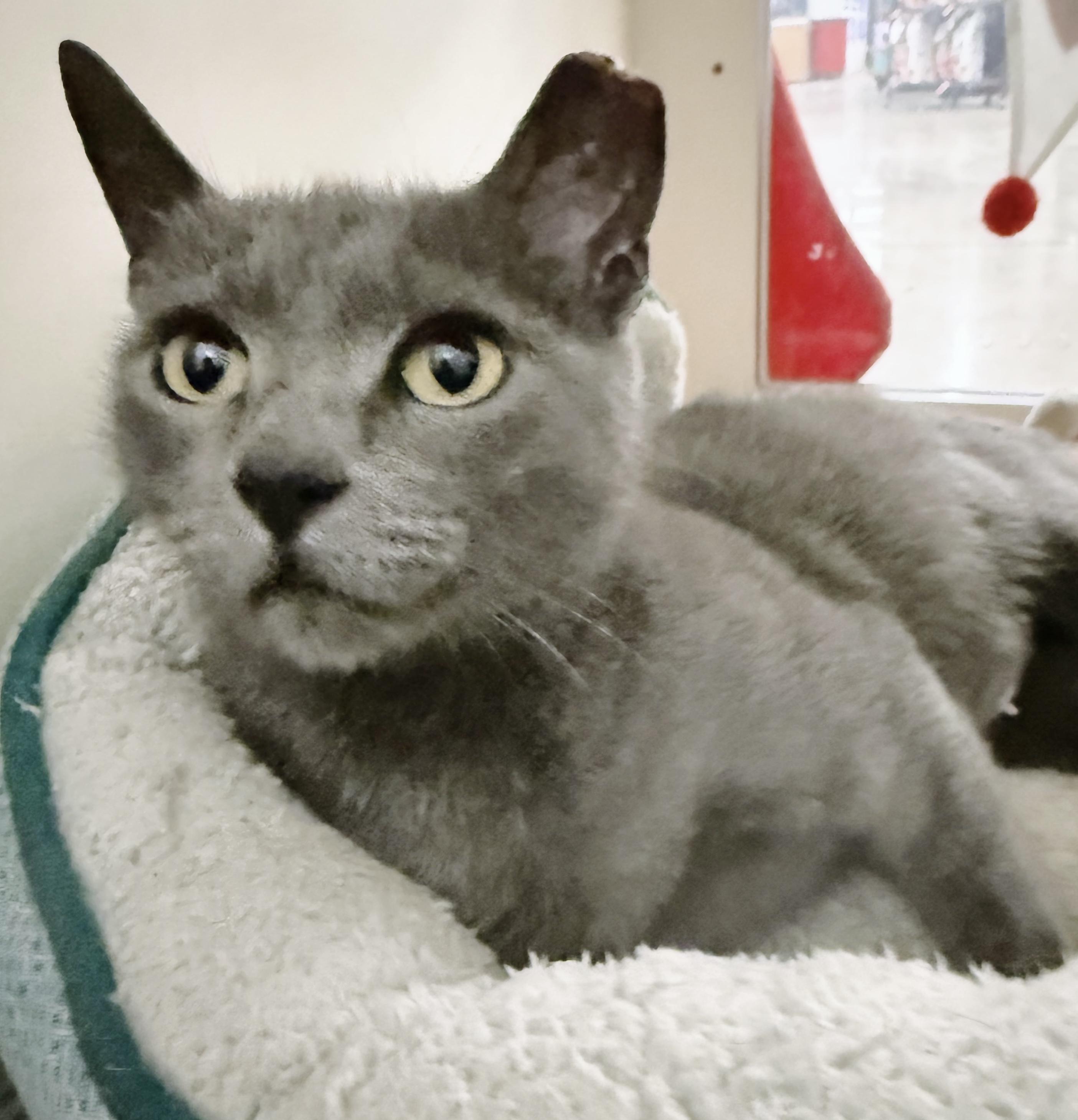 Bluey *bonded with Papa*, adopted, Kitten Female Russian Blue.
