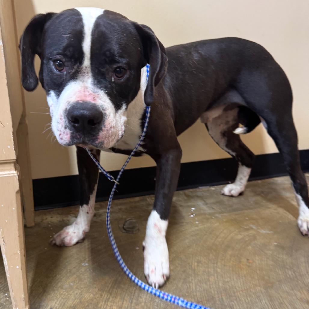 Enlarge Jax, a Adoptable Mixed Breed in Corinth, MS image 1/1