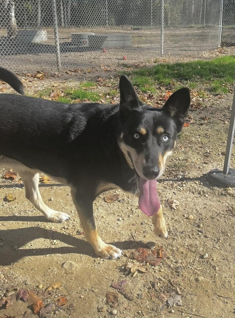 Enlarge Cora - Courtesy Post, a Adoptable mixed breed in Chestertown, MD image 3/6