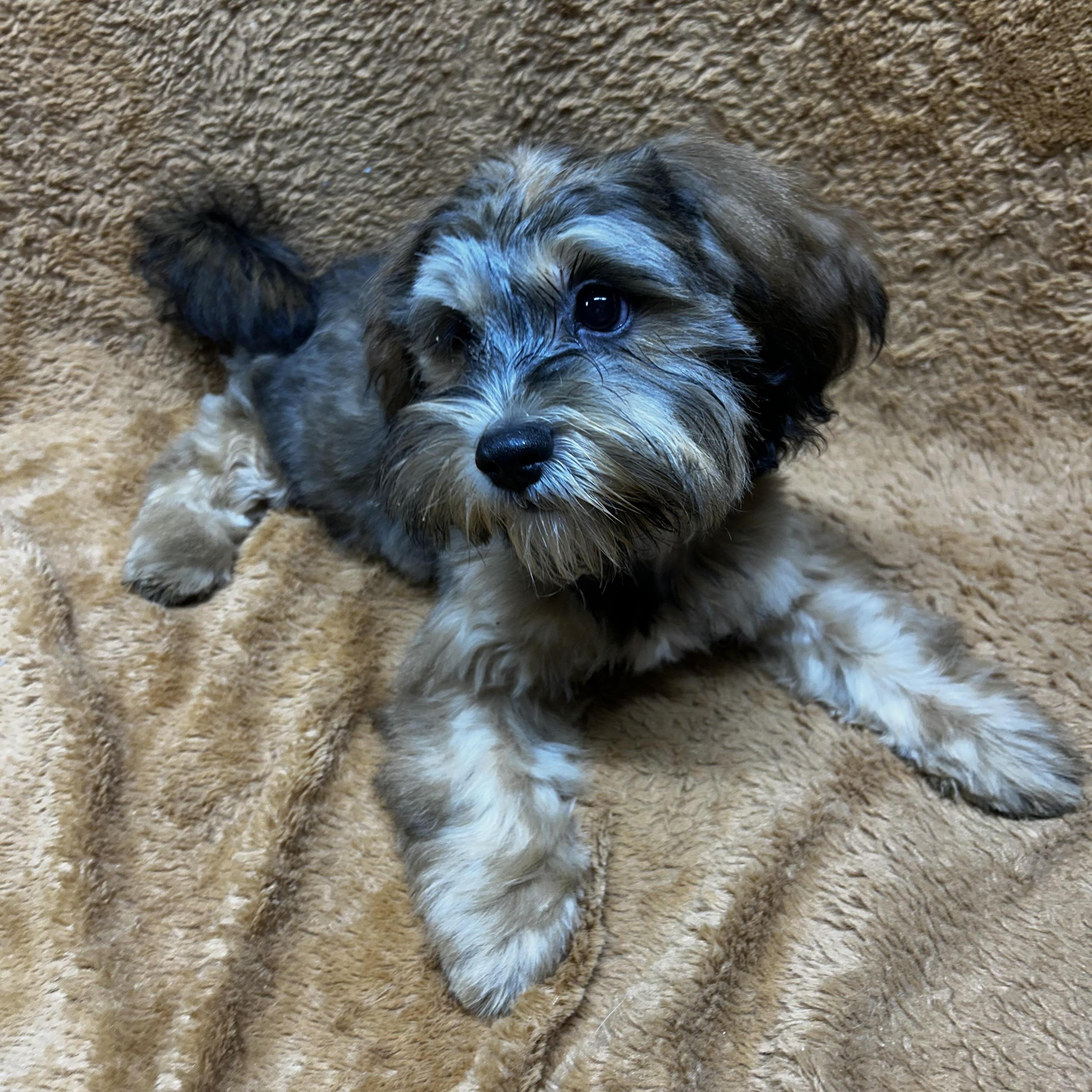 Enlarge MAPLE, a Adoption Pending Shih poo in Elyria, OH image 6/6