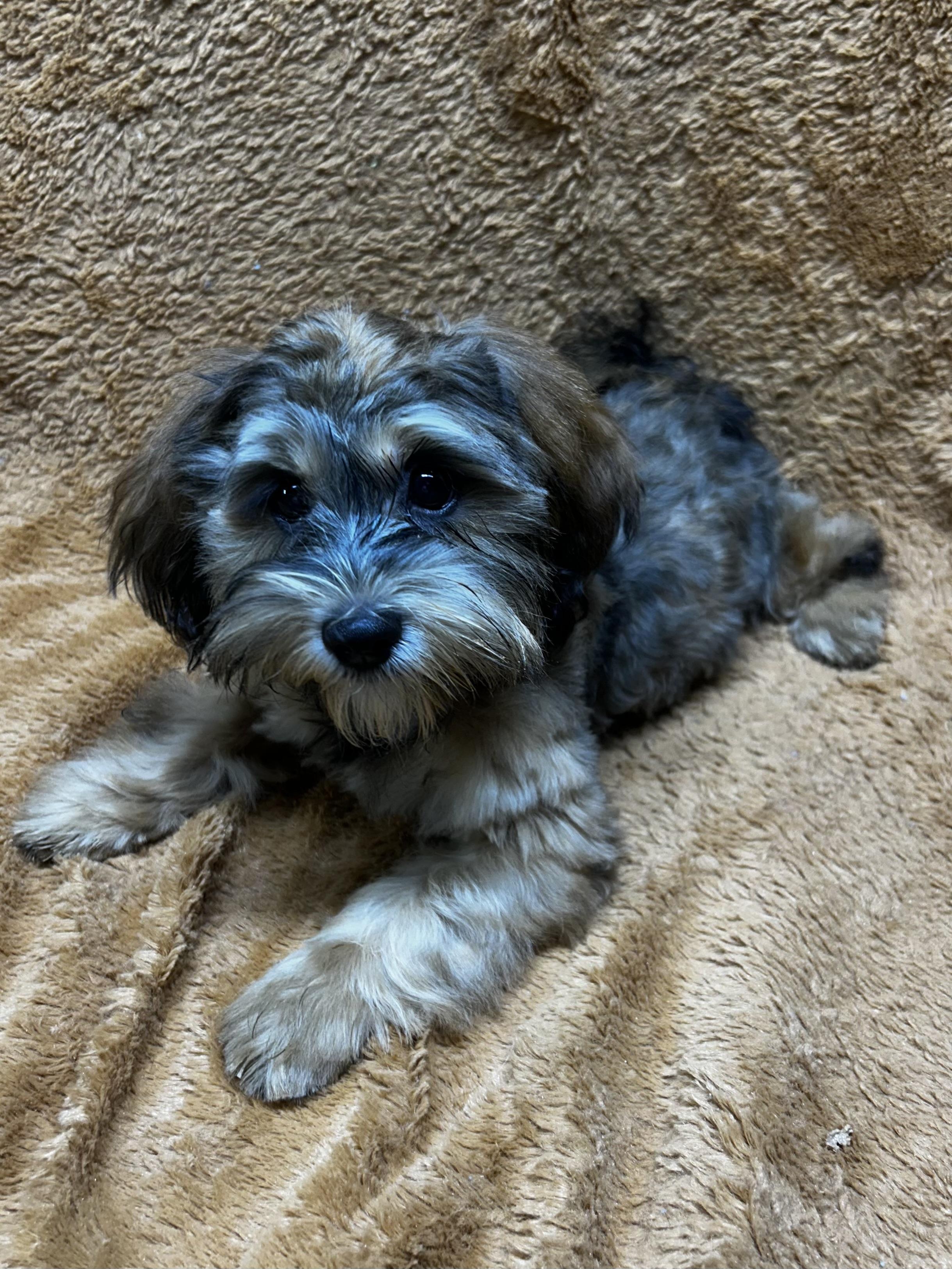 MAPLE, Adoptable, Puppy Female Shih poo.