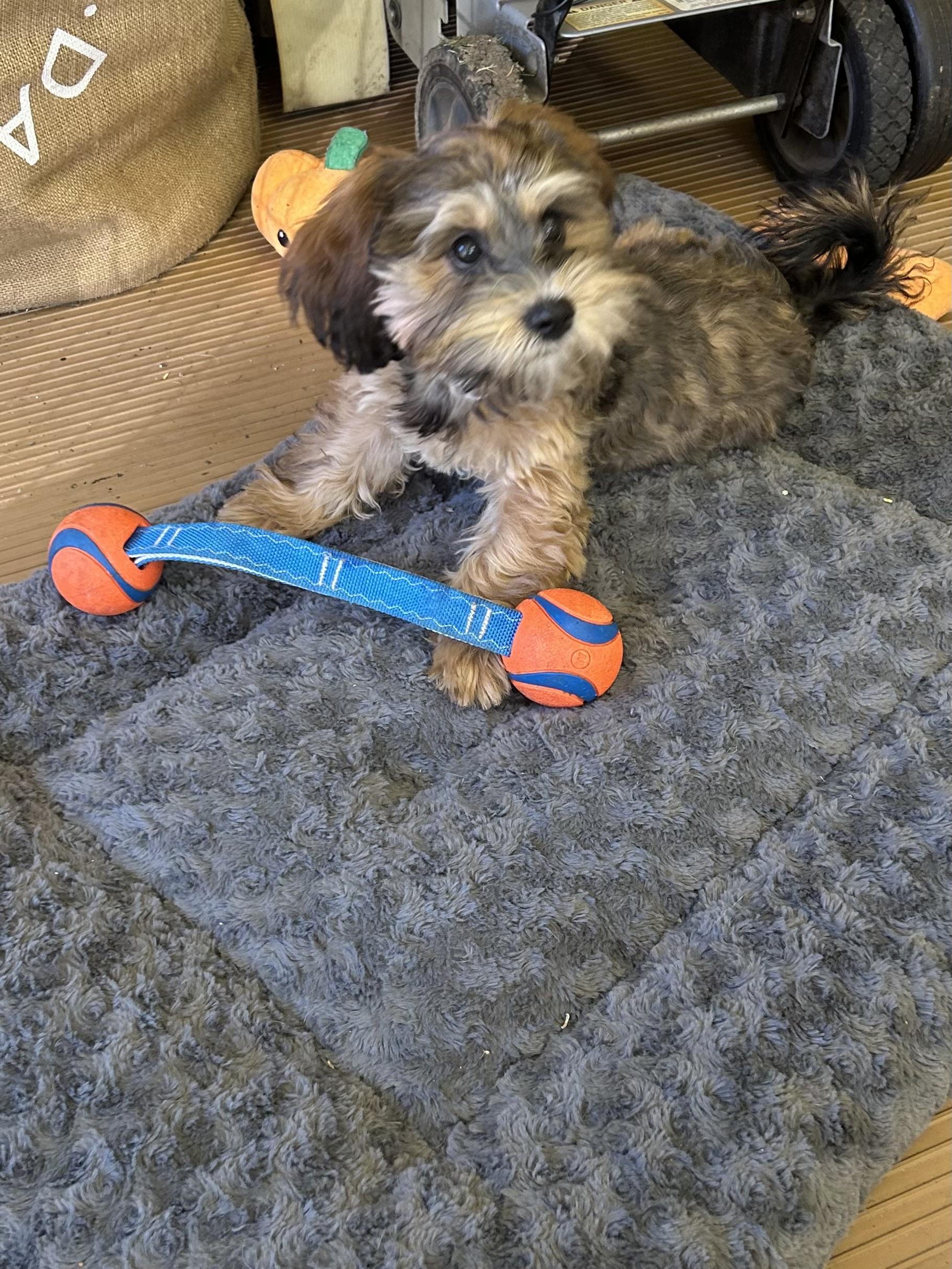 Enlarge MAPLE, a Adoption Pending Shih poo in Elyria, OH image 3/6