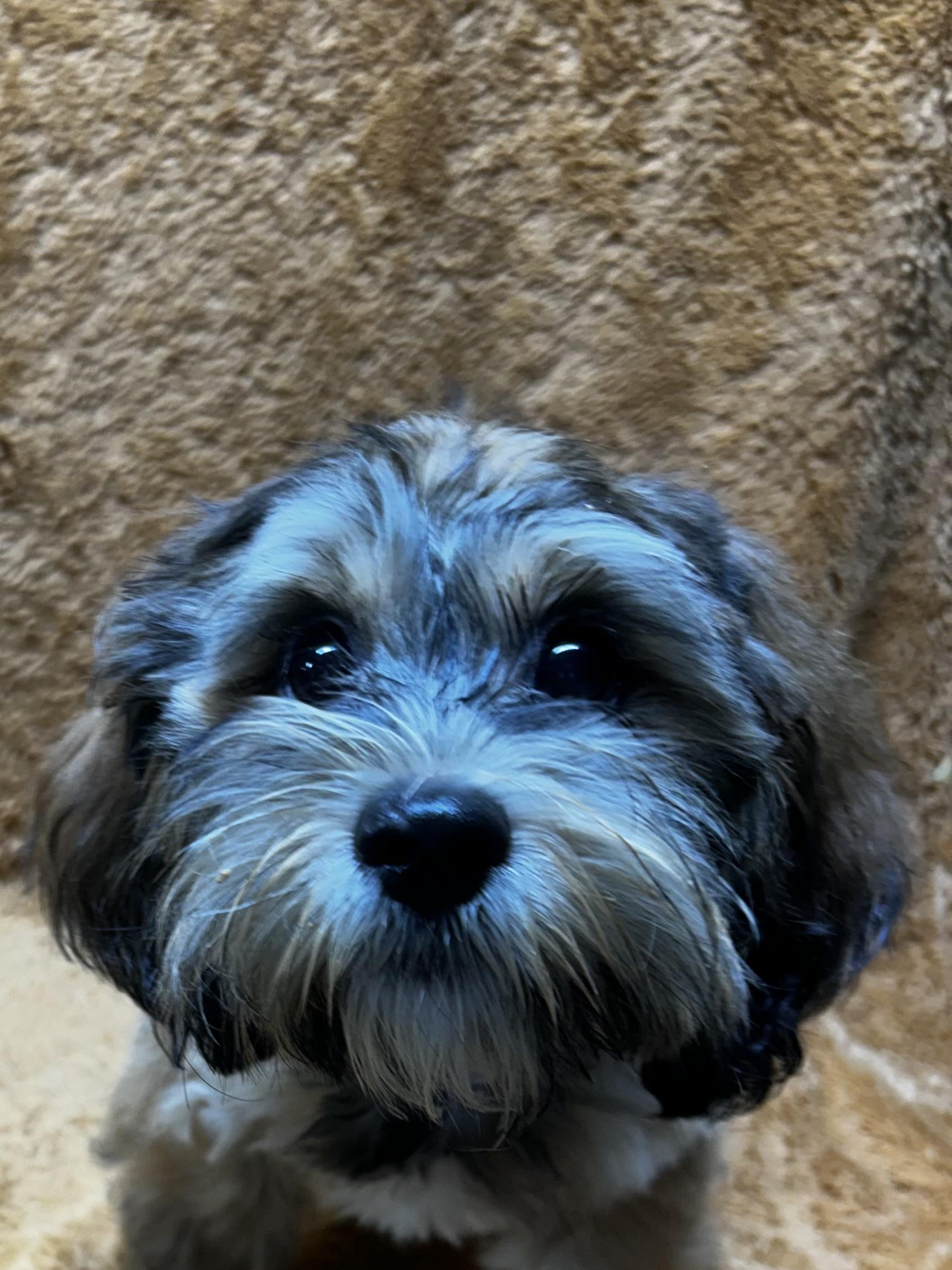 Enlarge MAPLE, a Adoption Pending Shih poo in Elyria, OH image 5/6