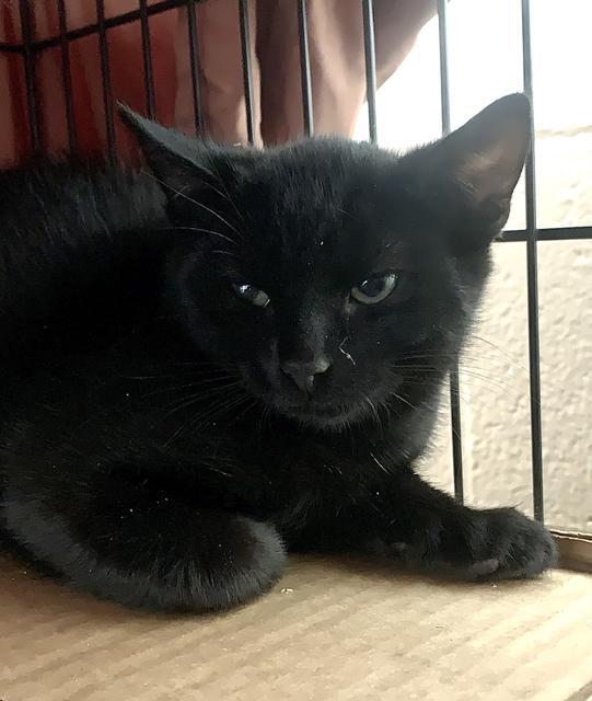 Enlarge Flanders, a Adoptable mixed breed in Berlin, MD image 1/2