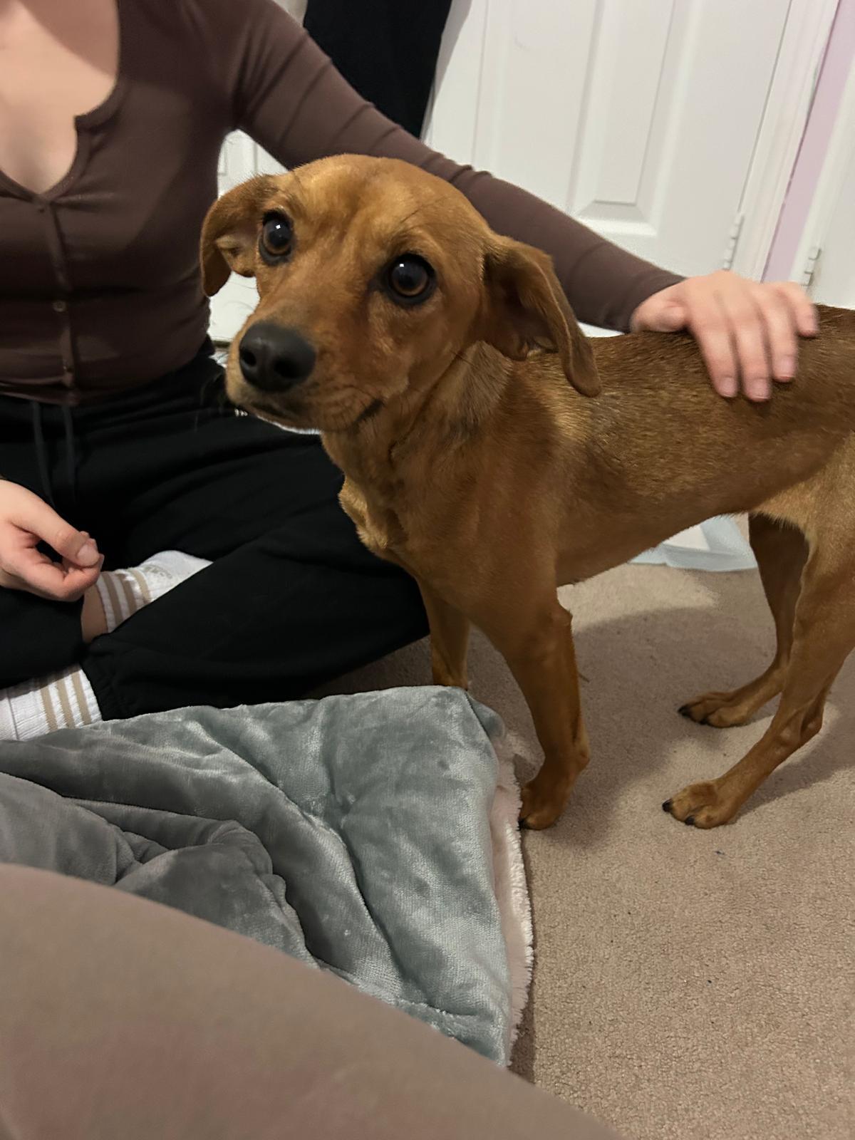 Enlarge Connie, an adopted mixed breed in Newmarket, ON image 4/4