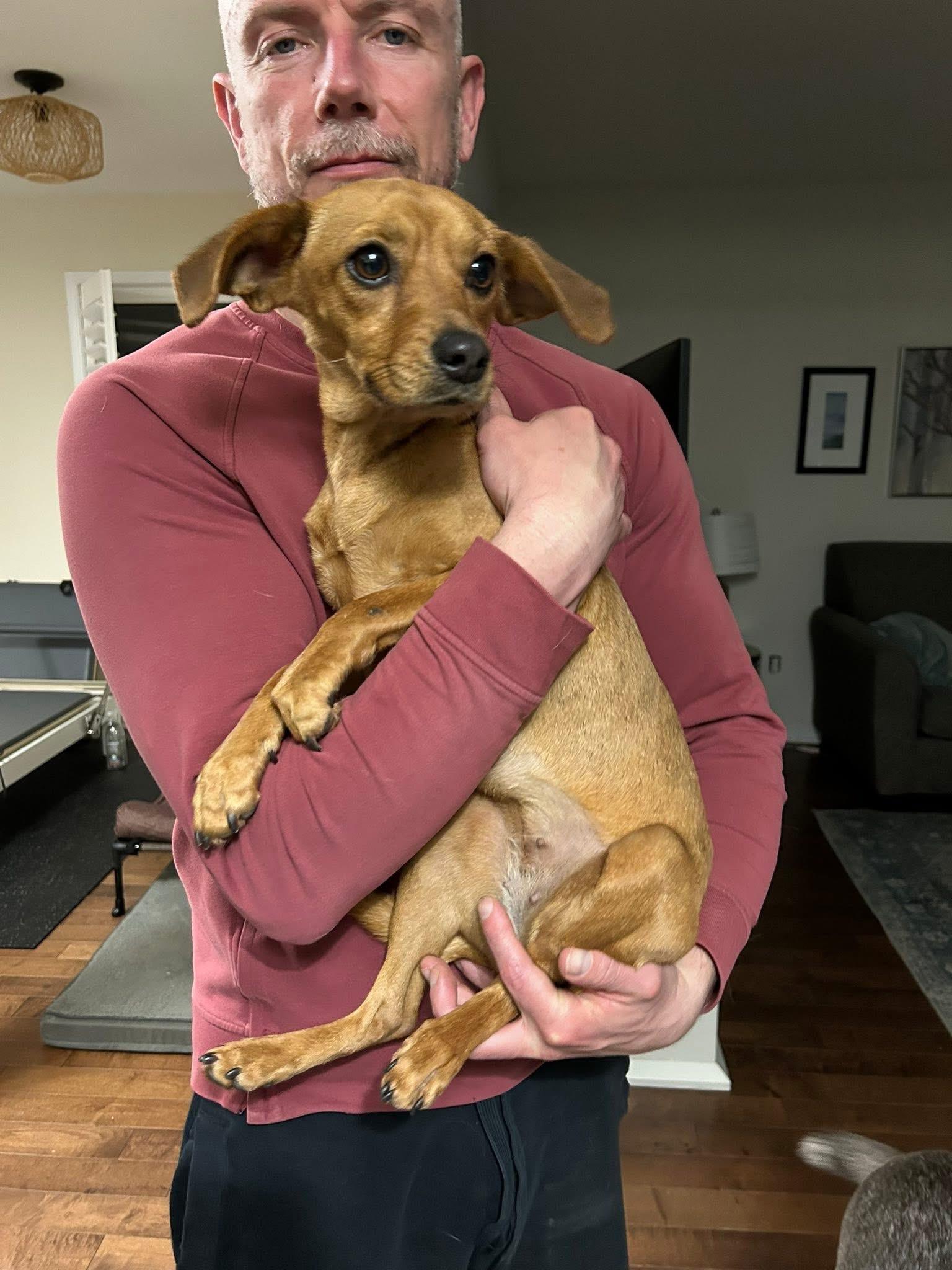 Connie, adopted, Young Female Chihuahua.