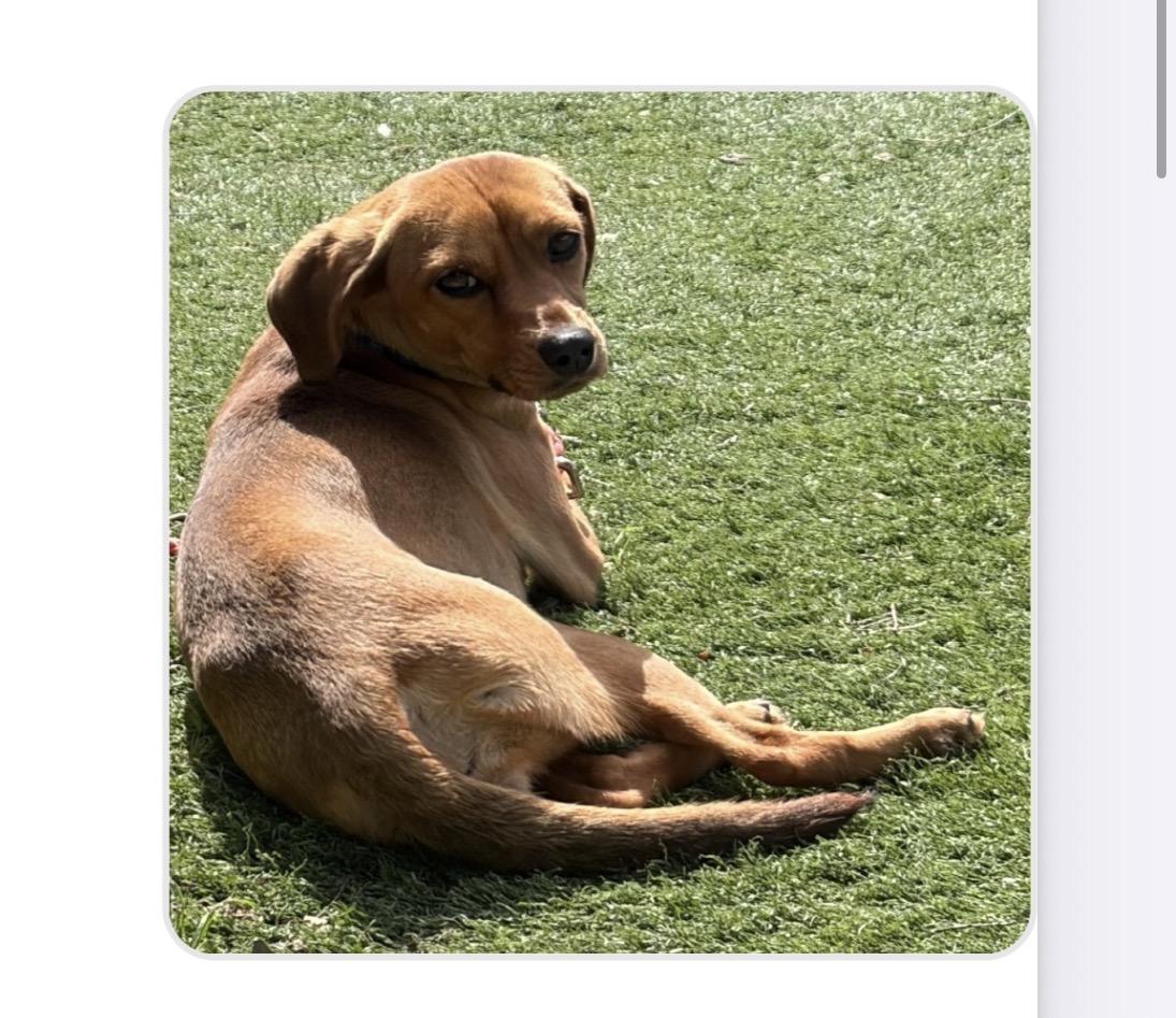 Enlarge Connie, an adopted mixed breed in Newmarket, ON image 2/4