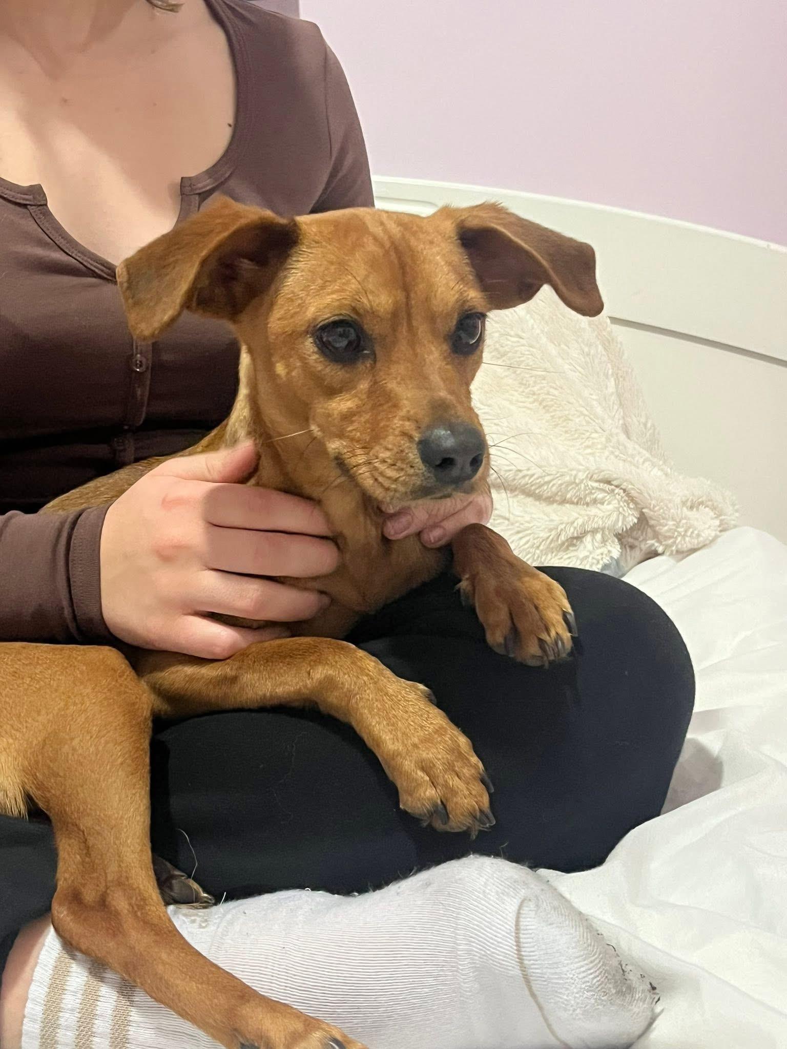 Enlarge Connie, an adopted mixed breed in Newmarket, ON image 3/4